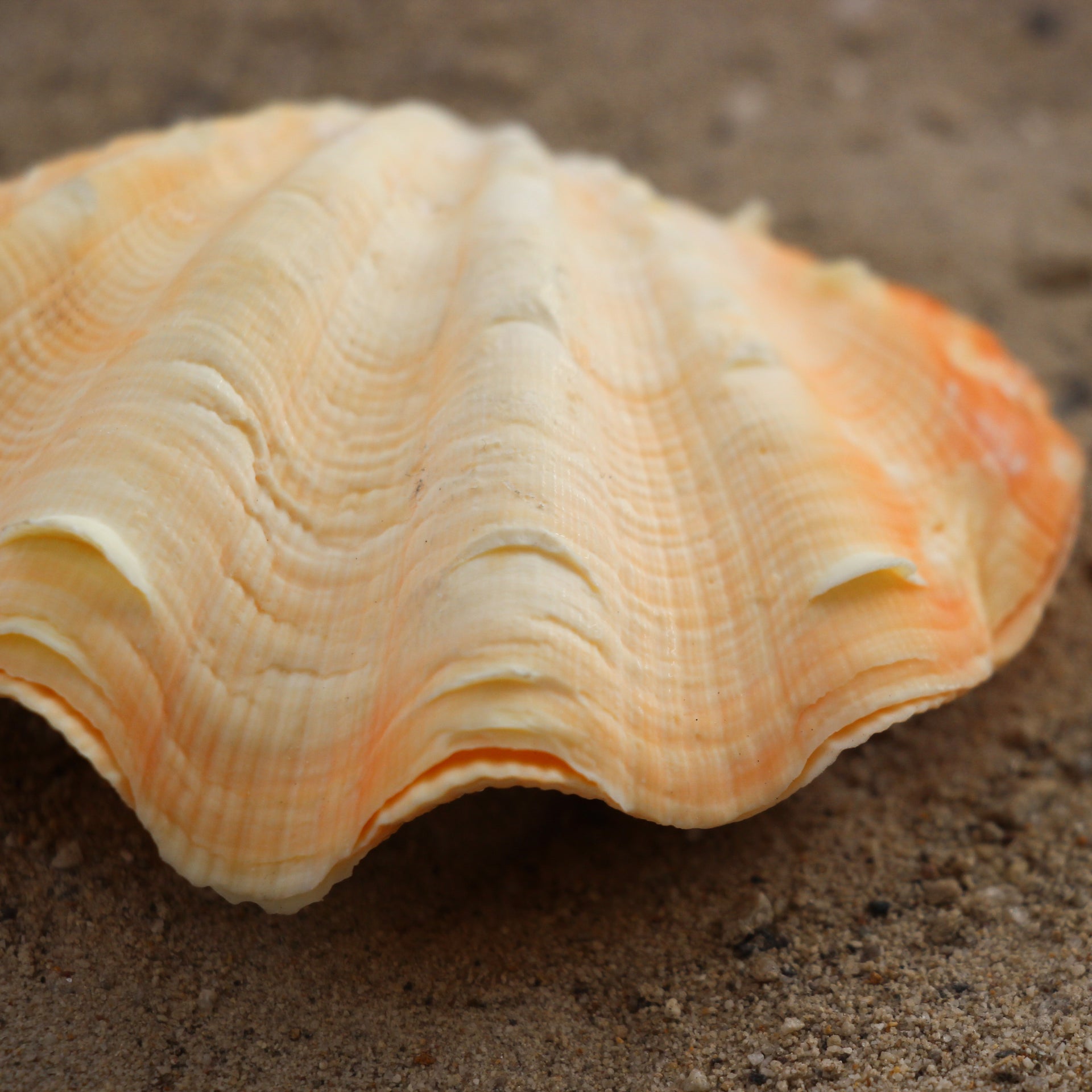 Fluted Clams