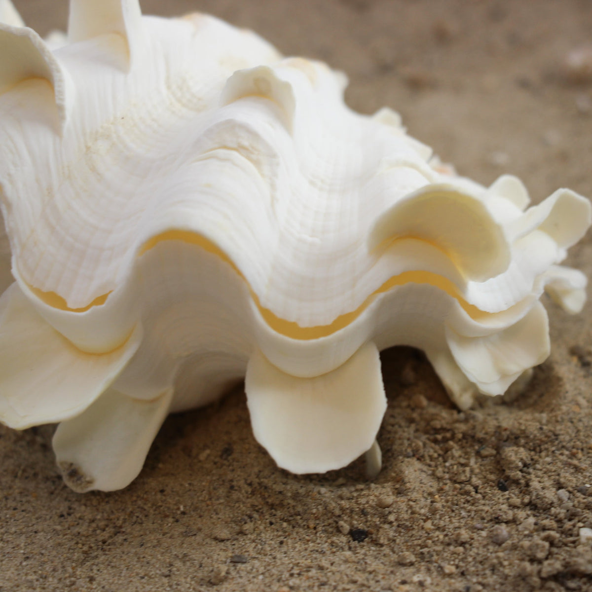 Fluted Clams