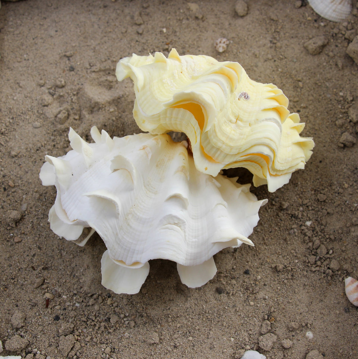 Fluted Clams