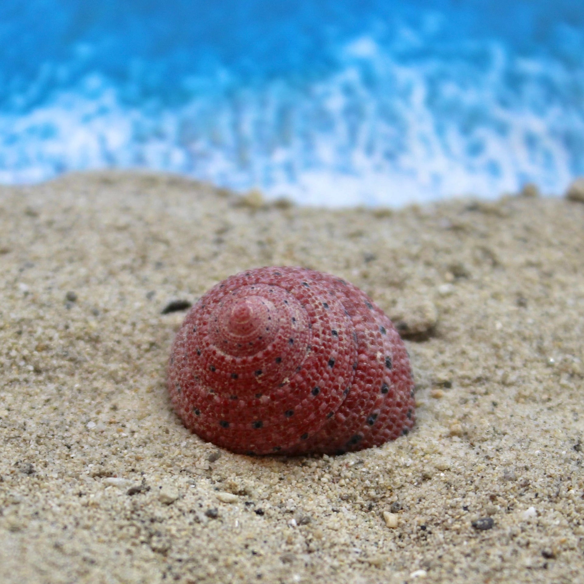 Strawberry Top 1-2cm