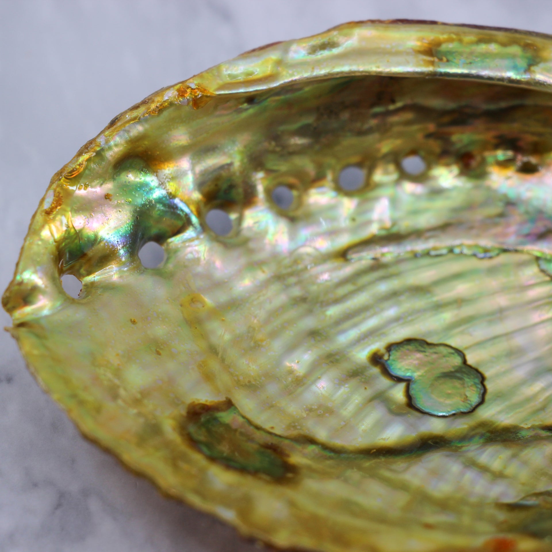 Green Abalone Resin 5-5.5"