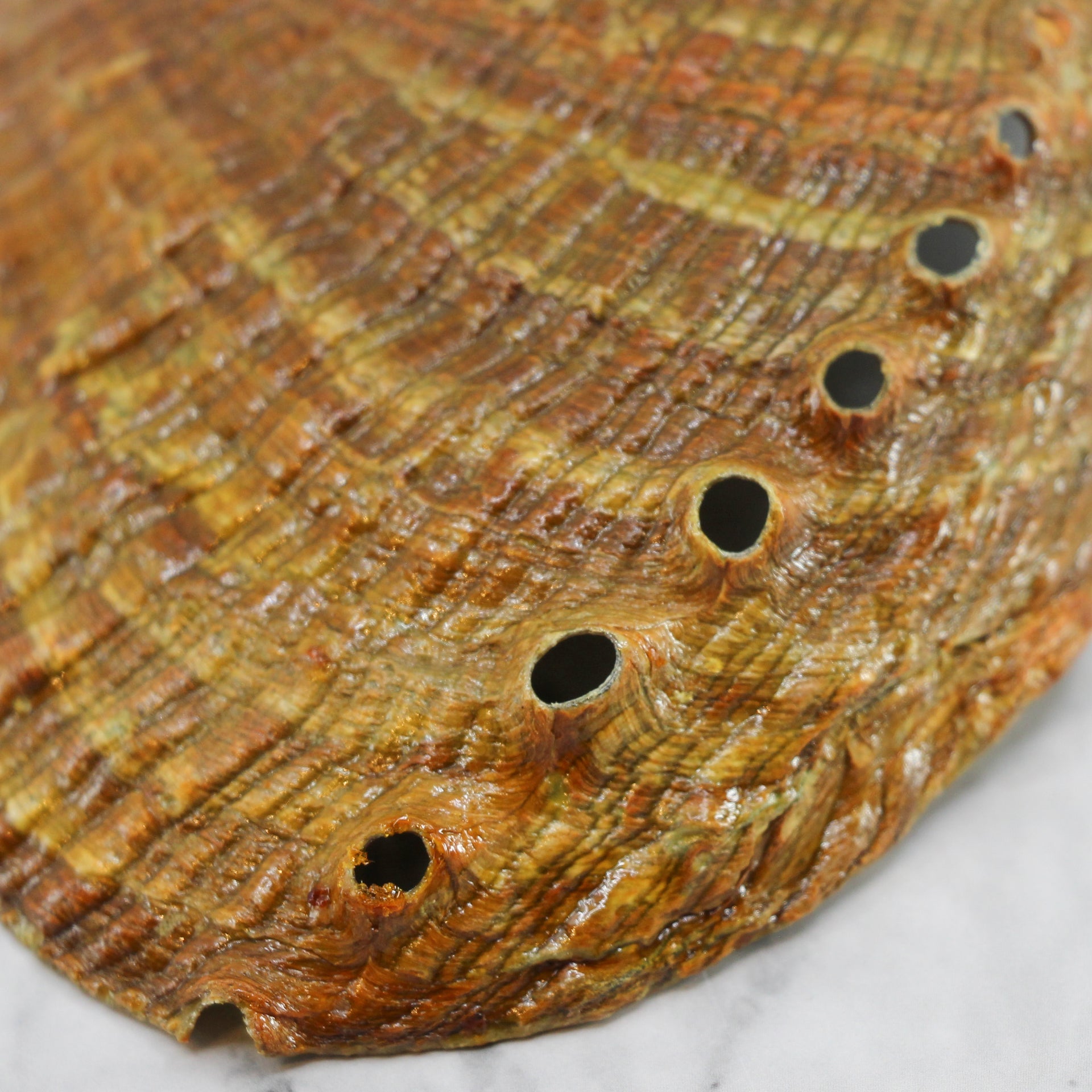 Green Abalone Resin 5-5.5"