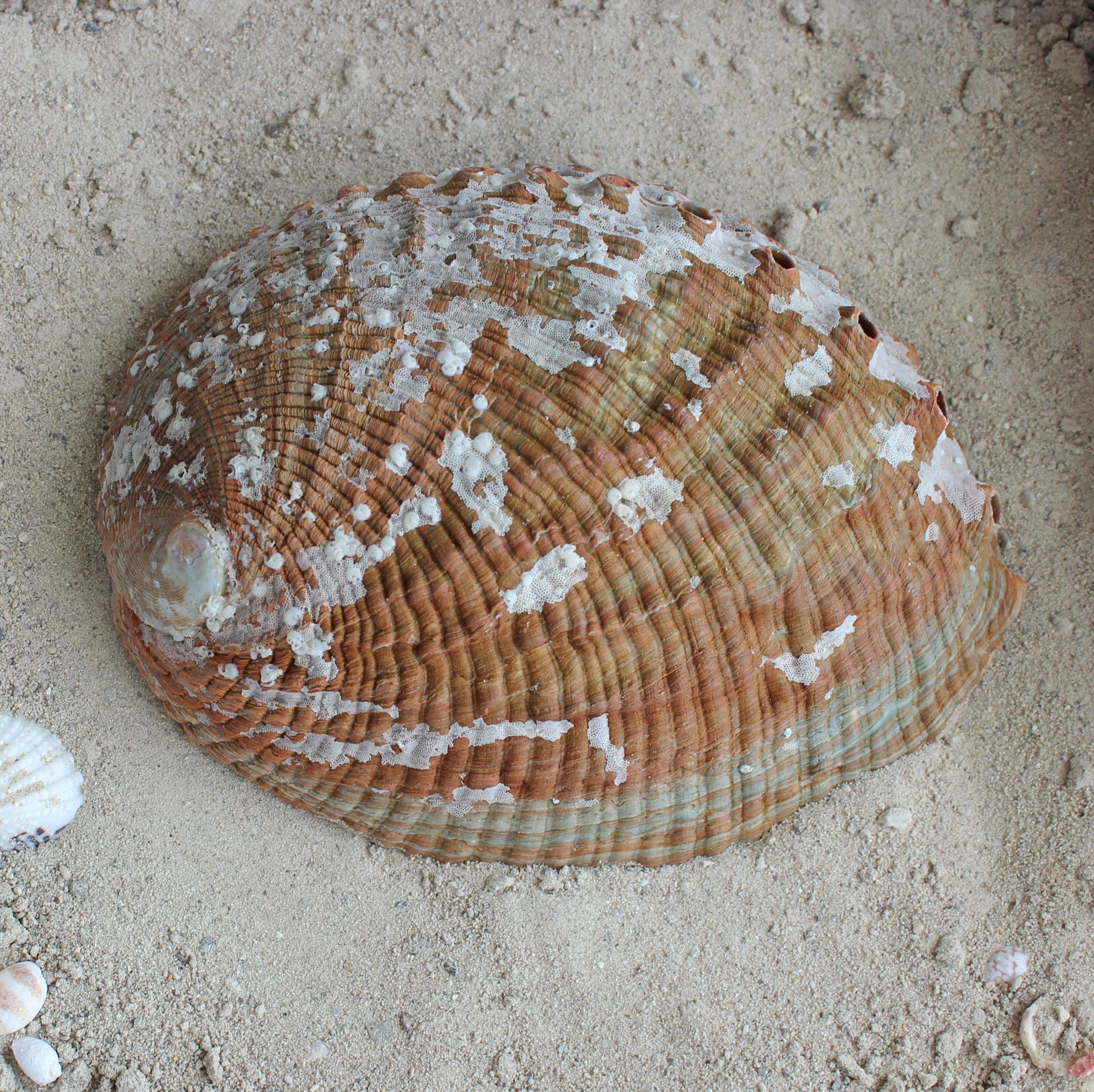 Green Abalone Polished 5-6"