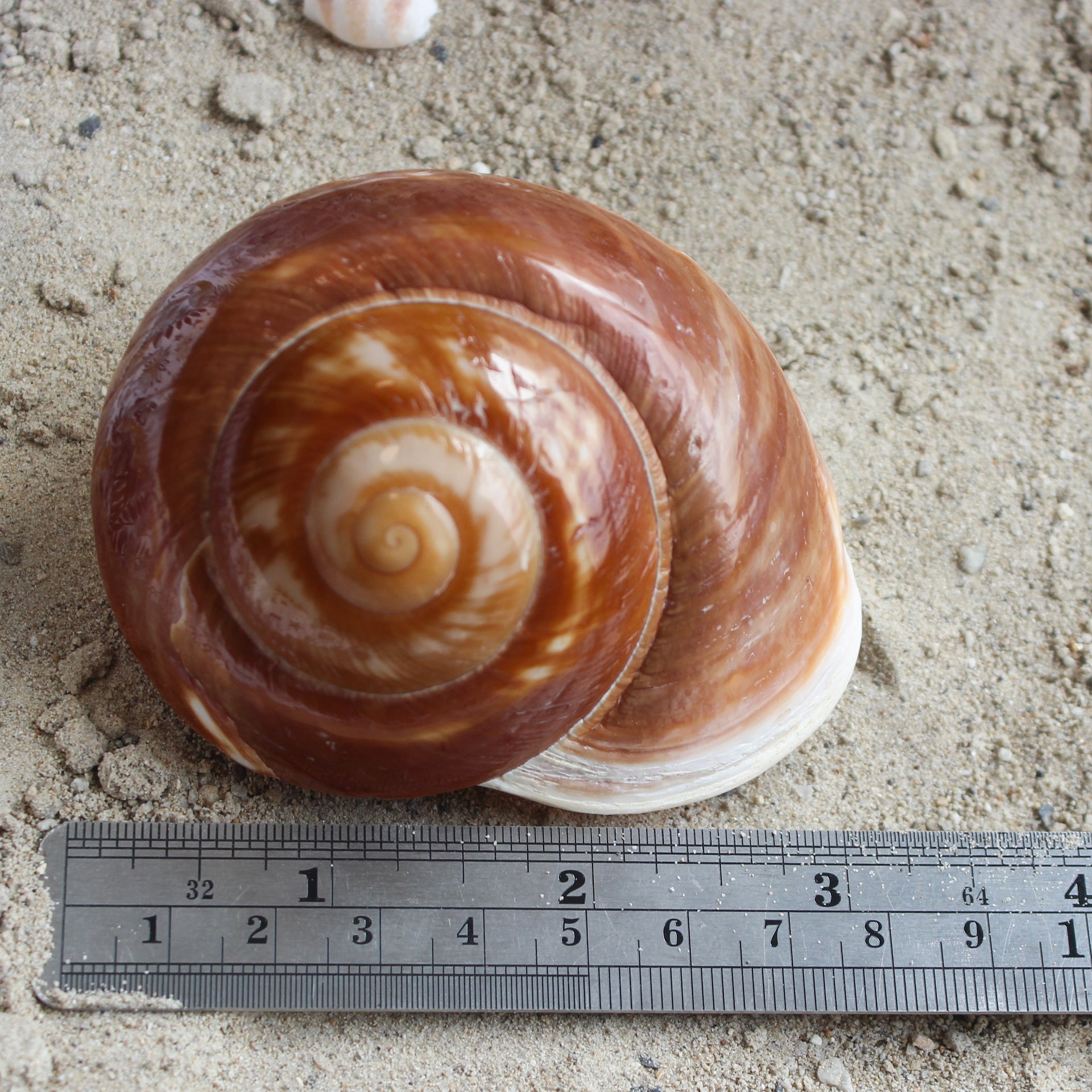 Giant Landsnail | Polished 3-3.5"
