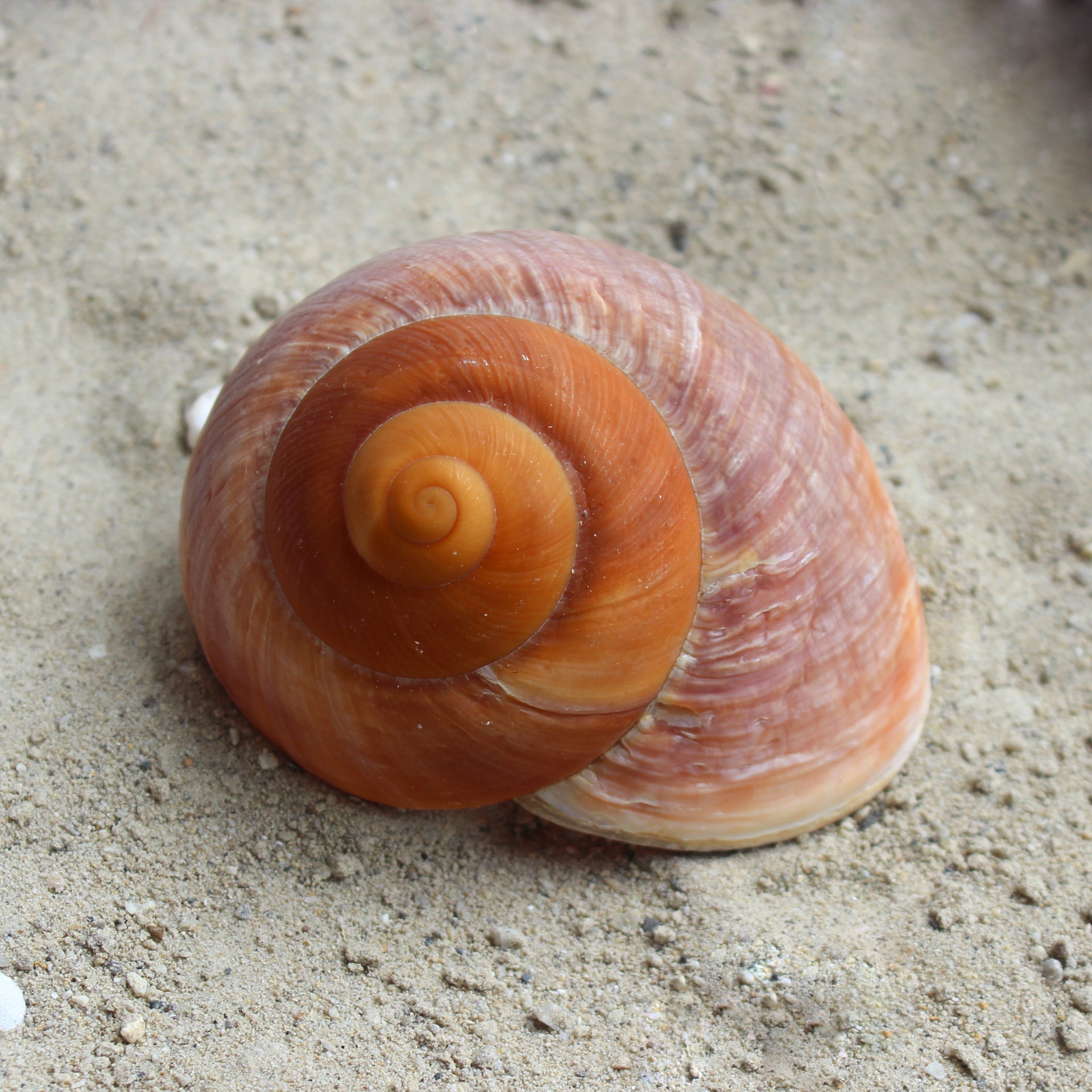 Giant Landsnail | Unpolished 3-3.5"