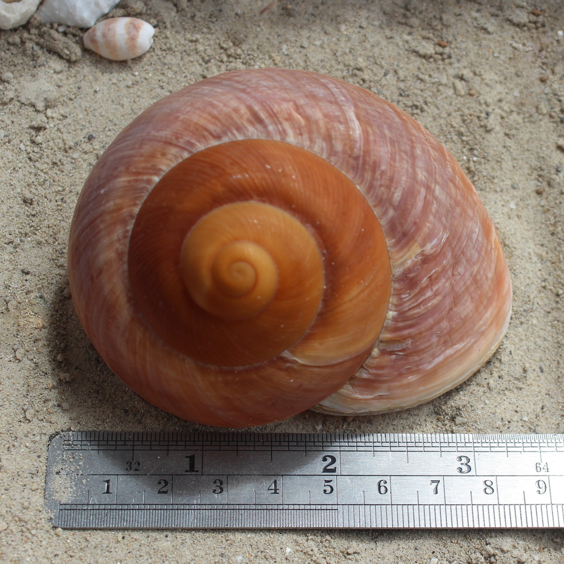 Giant Landsnail | Unpolished 3-3.5"