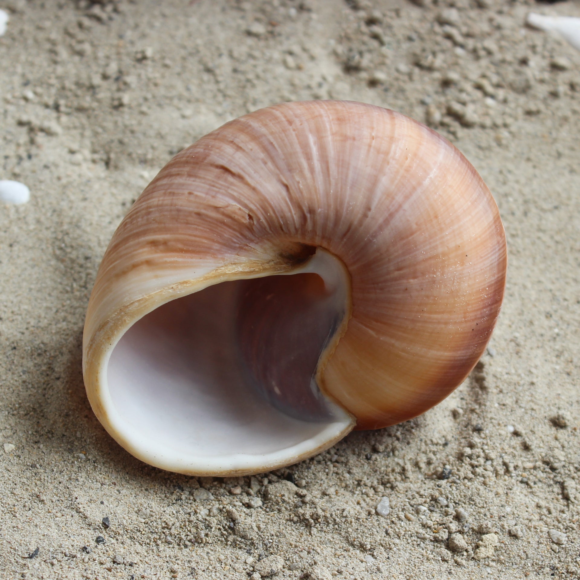 Giant Landsnail | Unpolished 3-3.5"