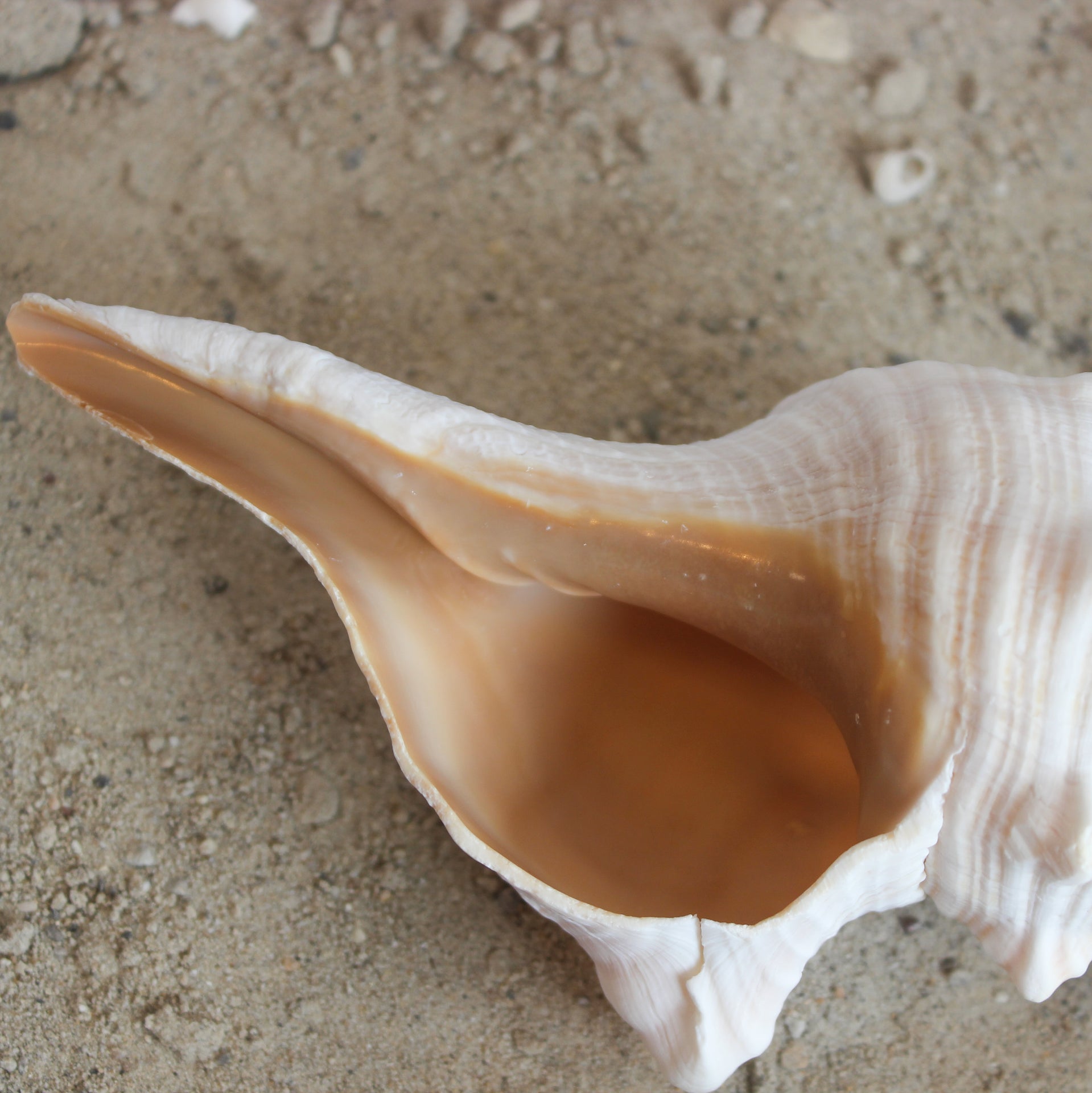 Caracola de caballo de 6 a 8 pulgadas