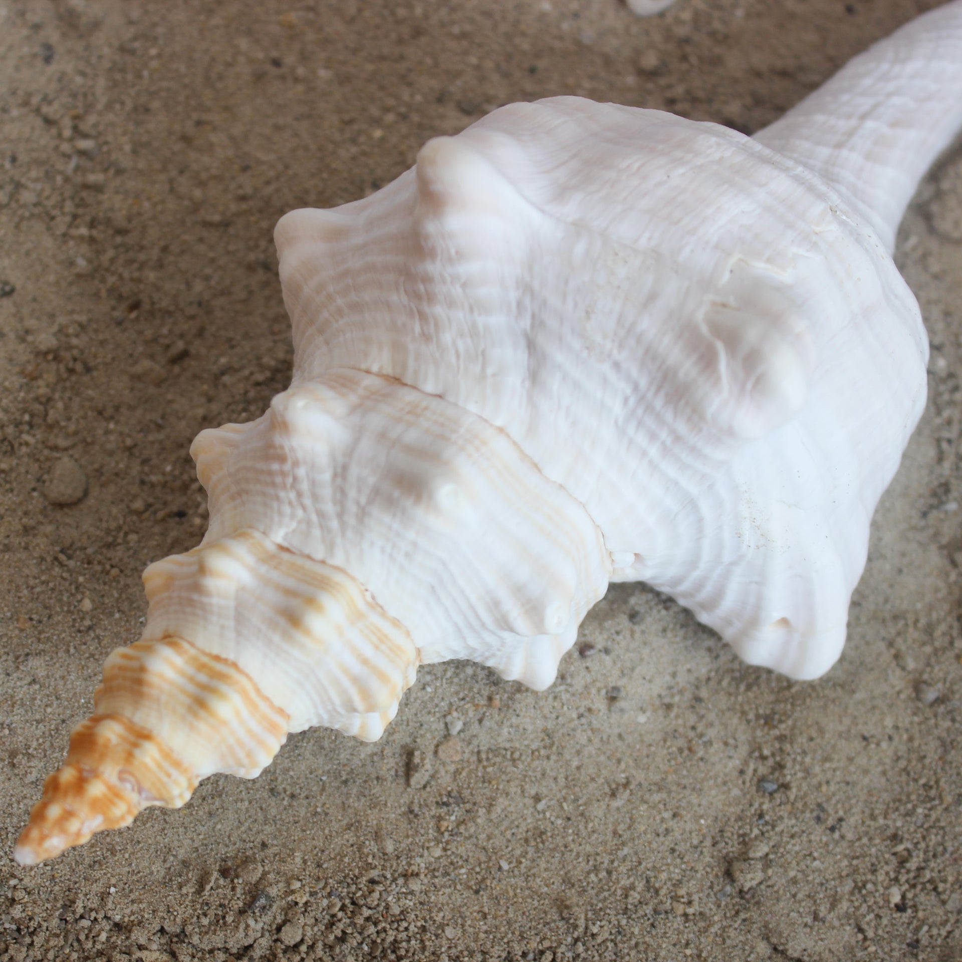 Horse Conch 6-8"