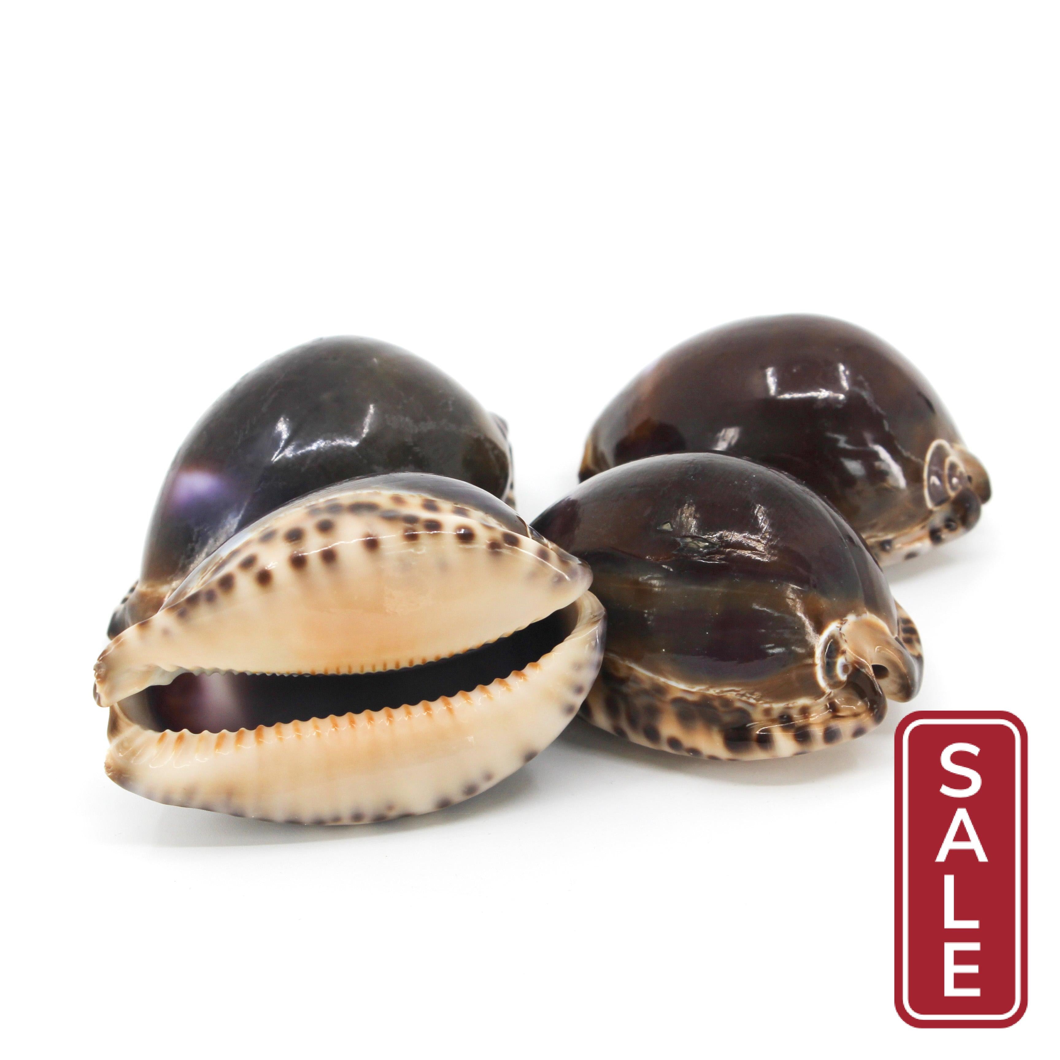 Arabian Cowrie 2-3"