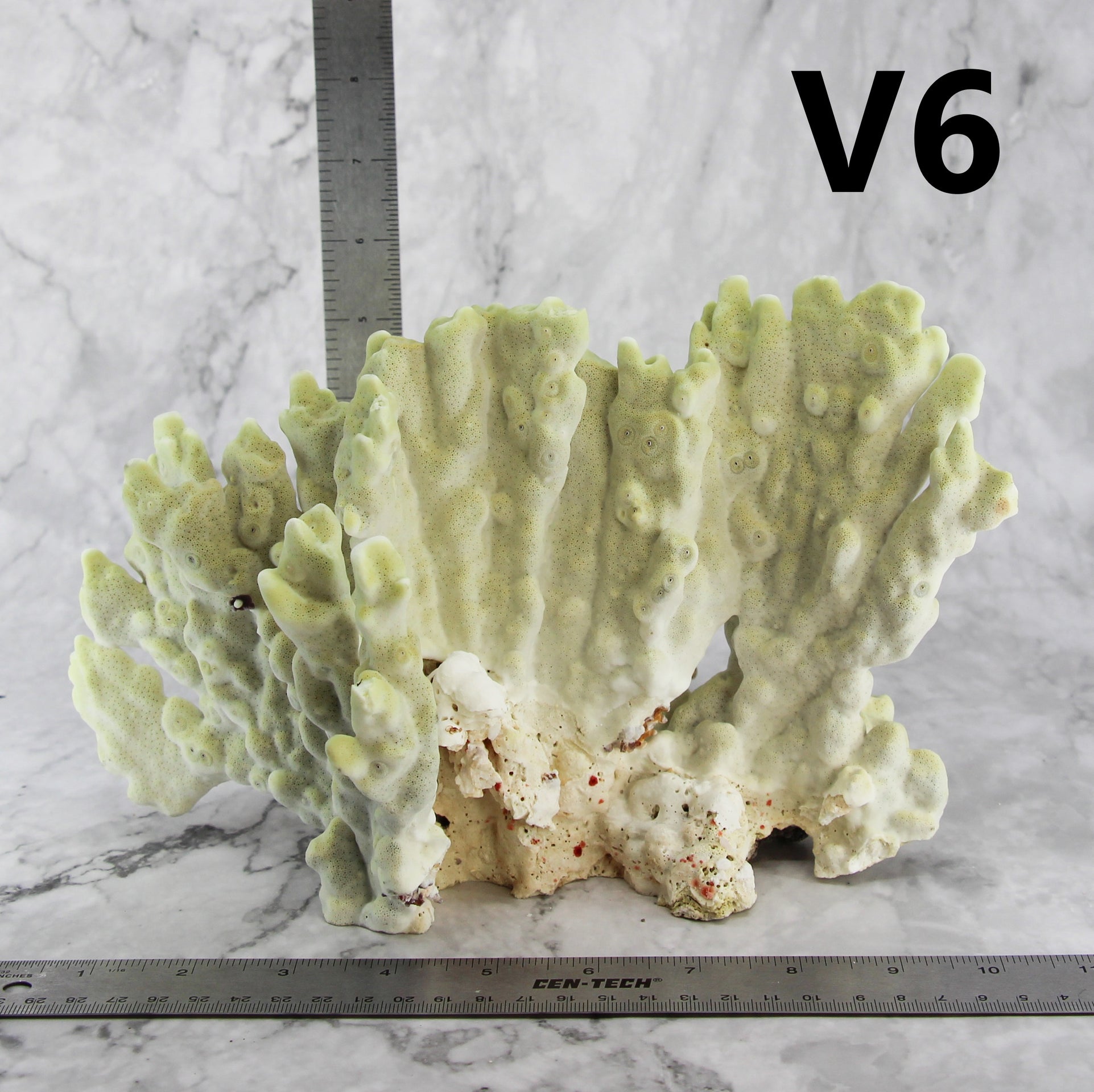 Losa de fuego Coral 10-12"