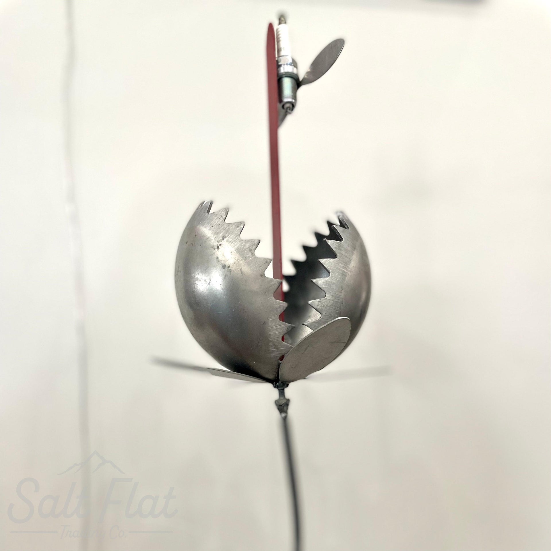 Medium Venus Fly Trap