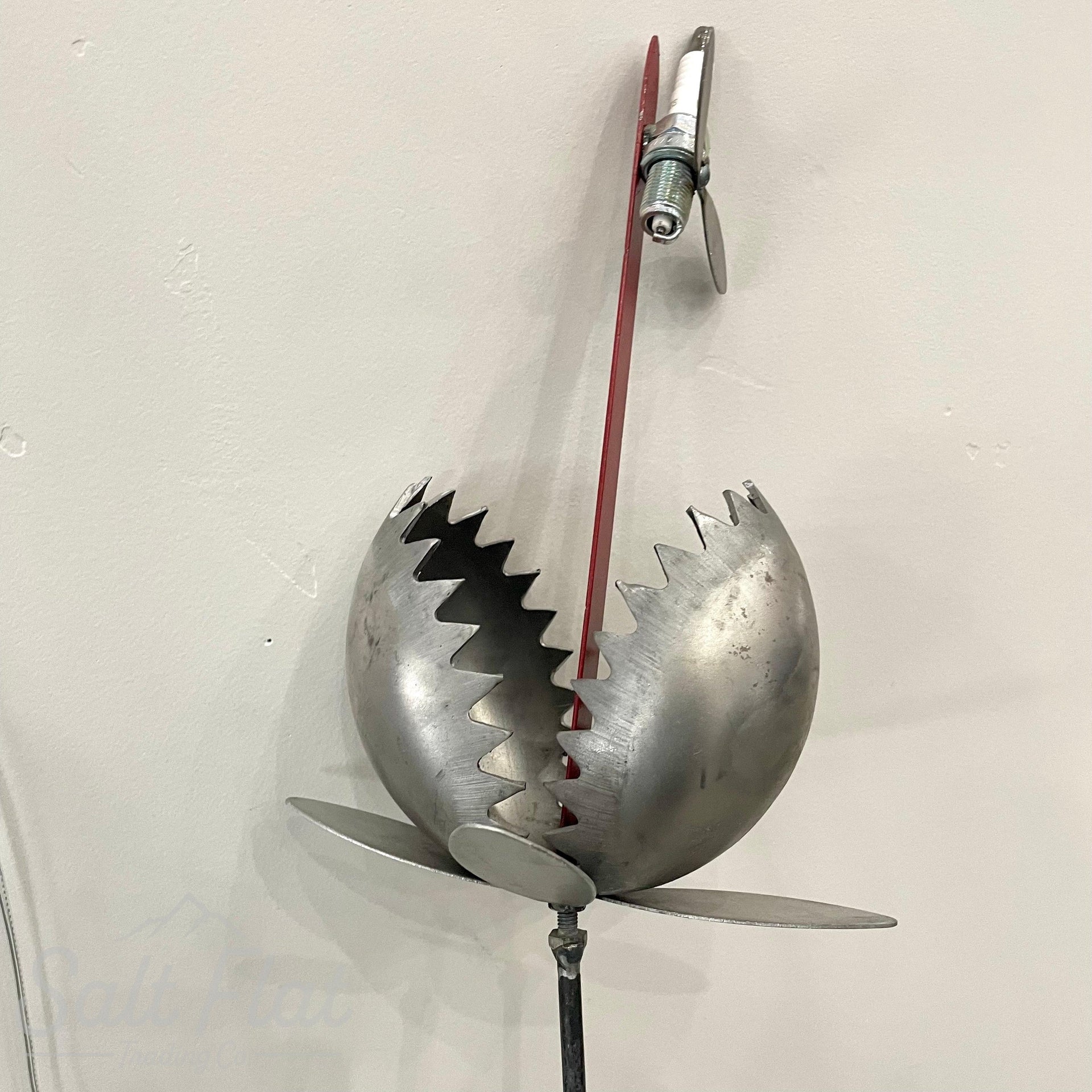 Medium Venus Fly Trap