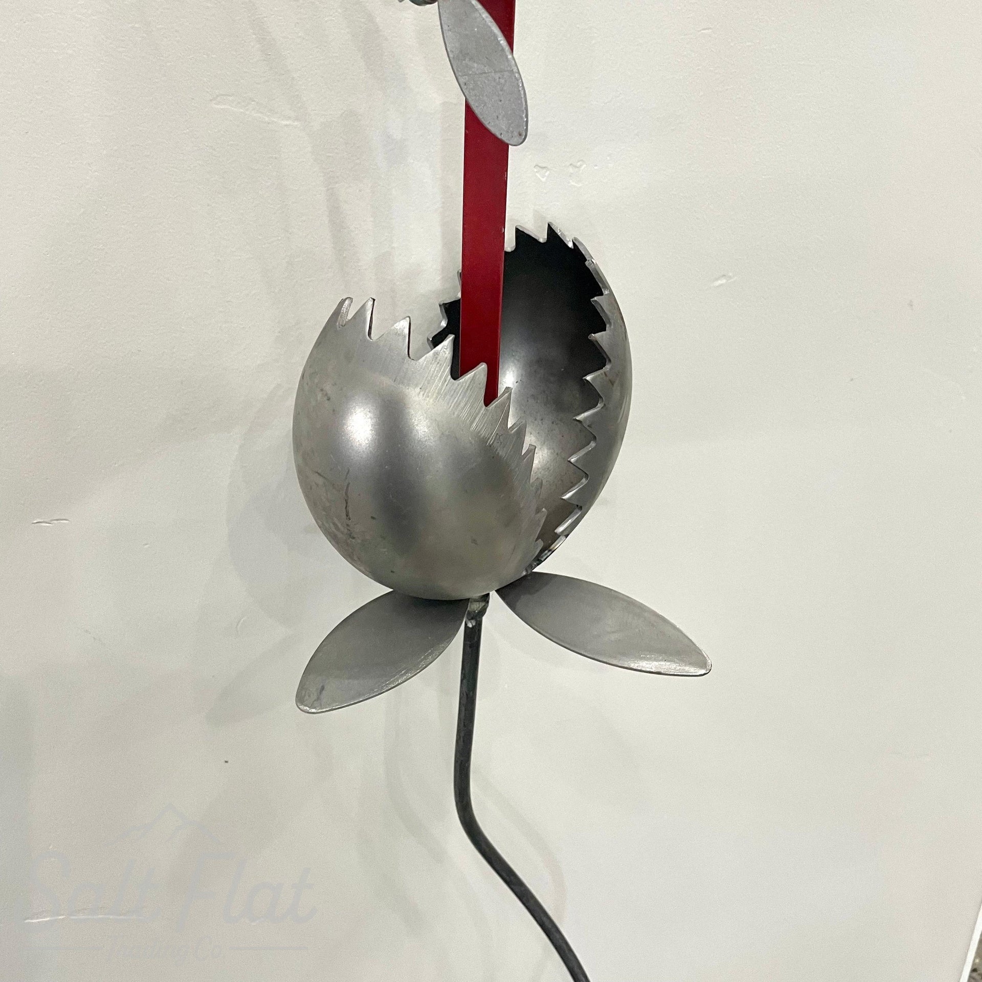 Medium Venus Fly Trap