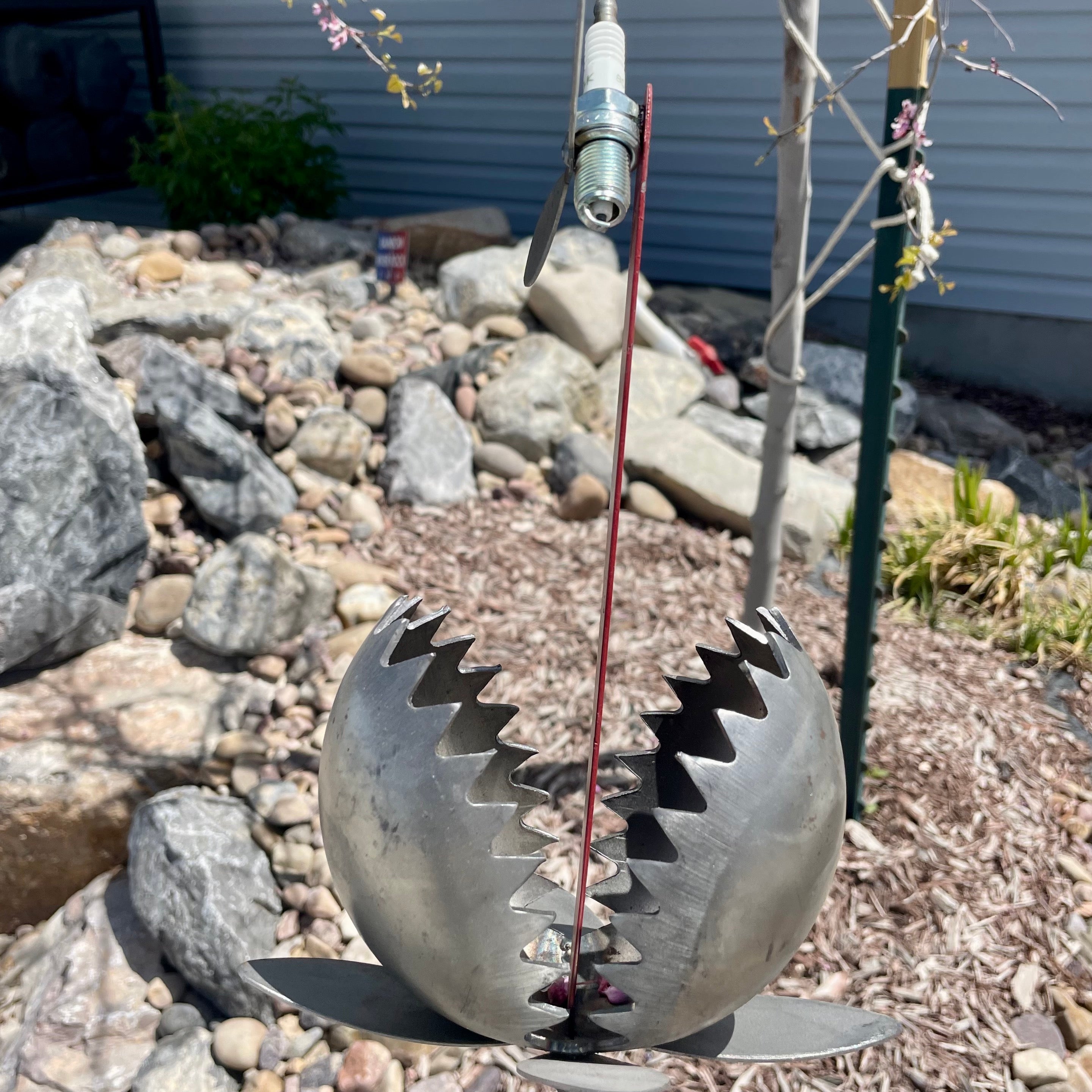 Medium Venus Fly Trap