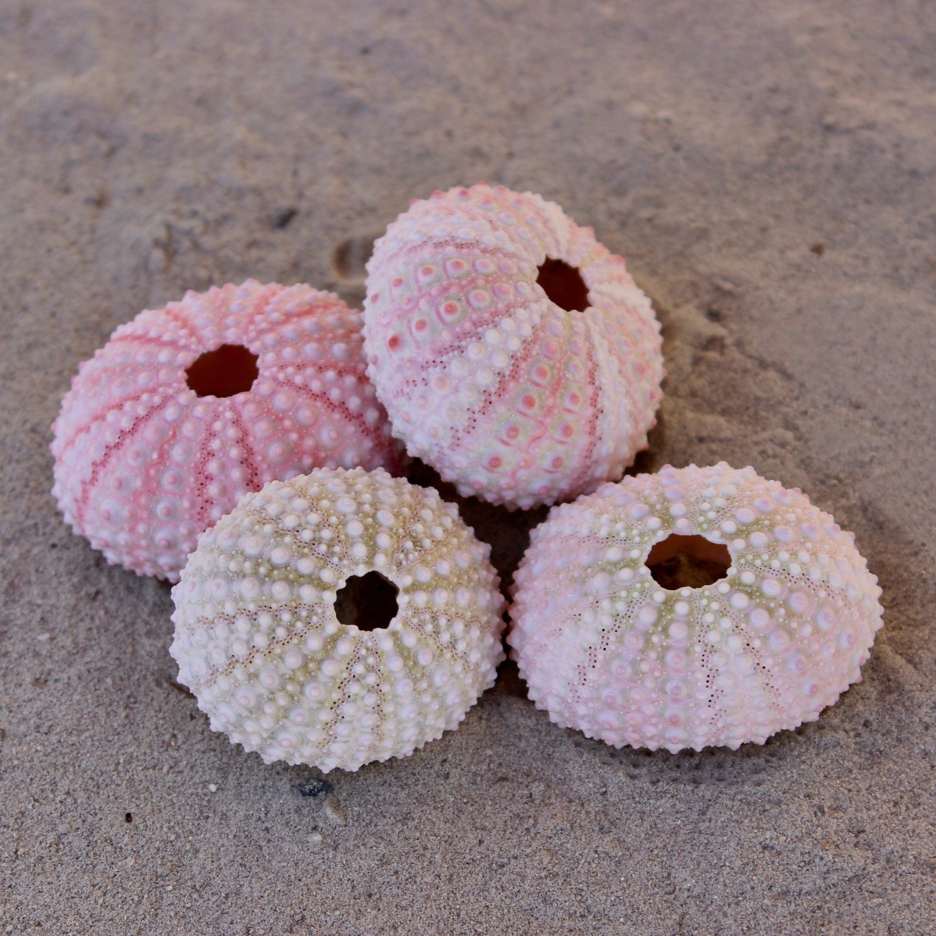 Pink Urchin