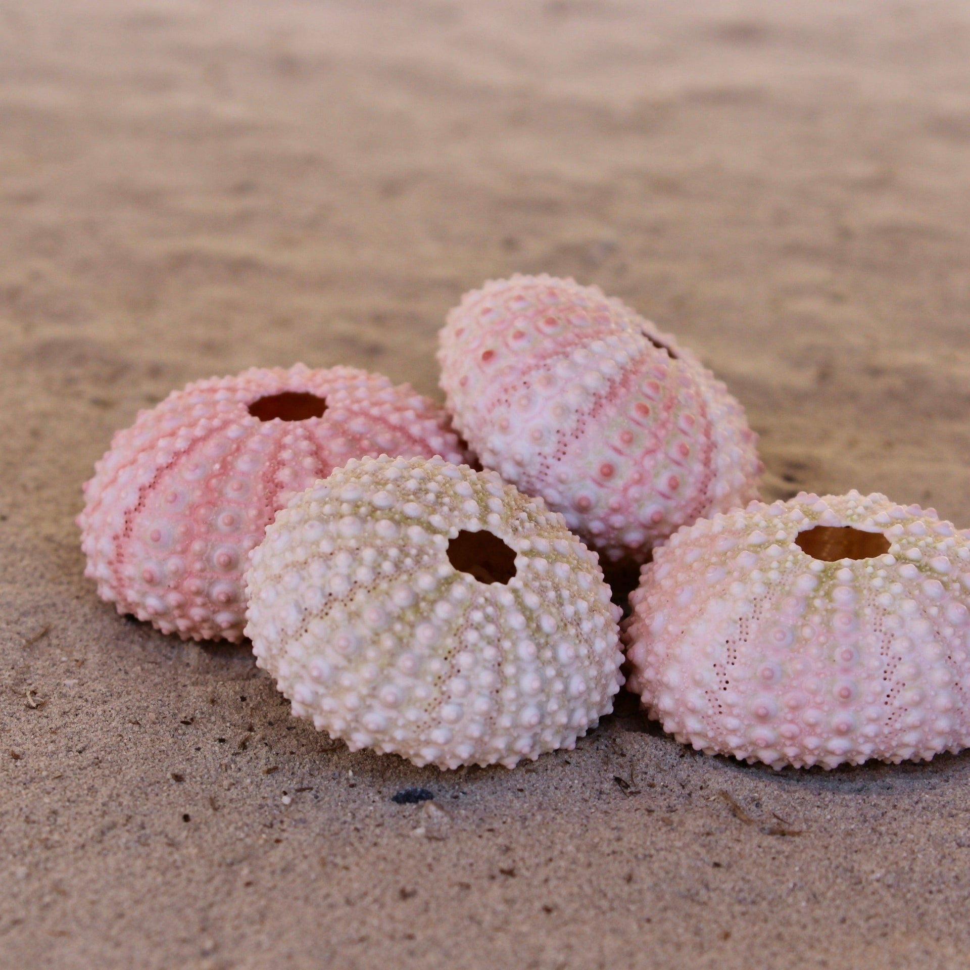 Pink Urchin