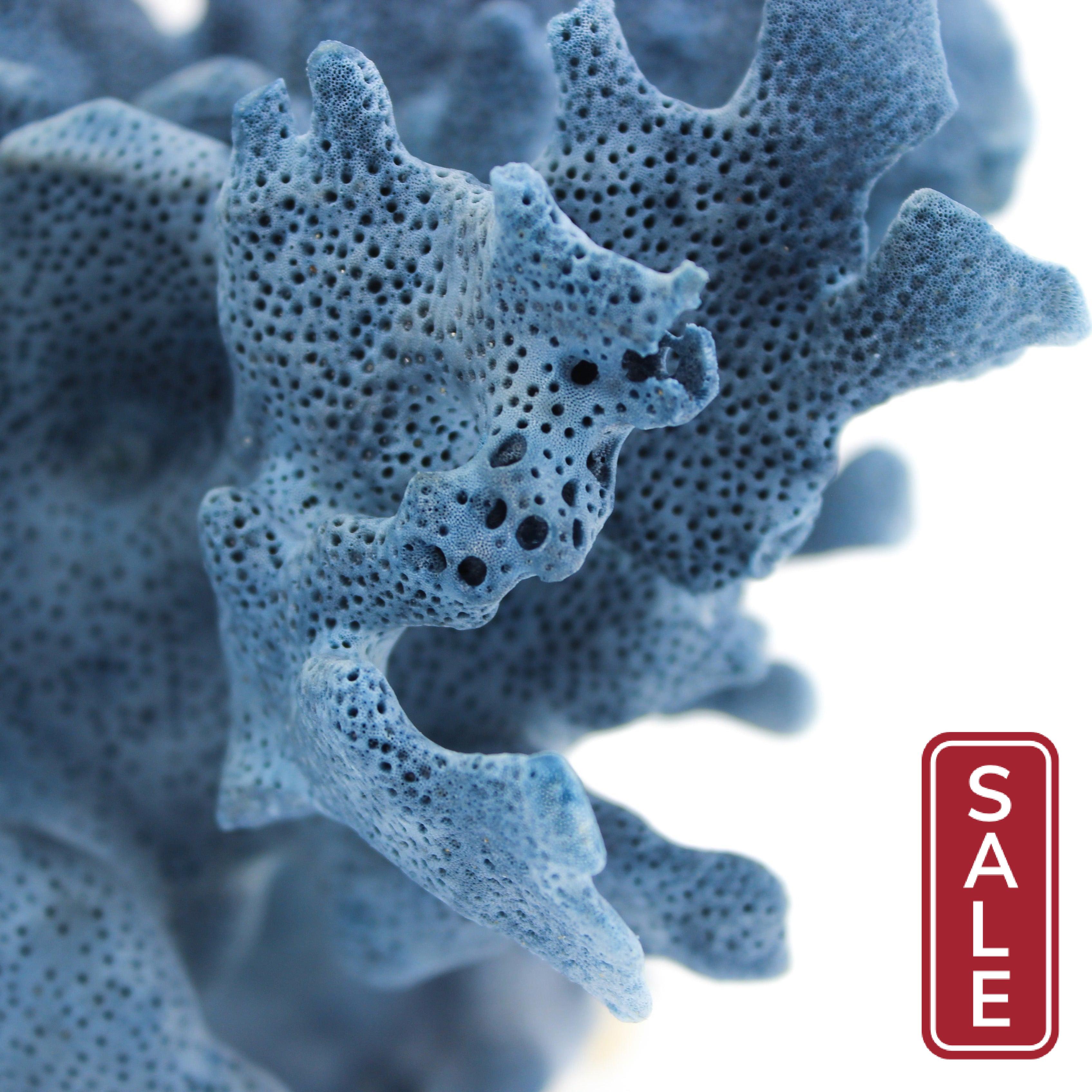 Blue Coral 5-7"