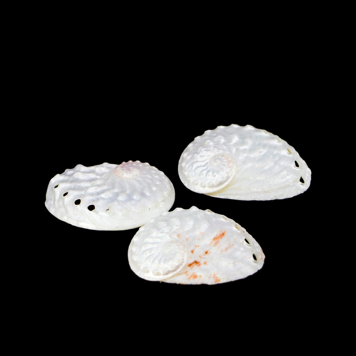Oval Abalone 2-2.5"