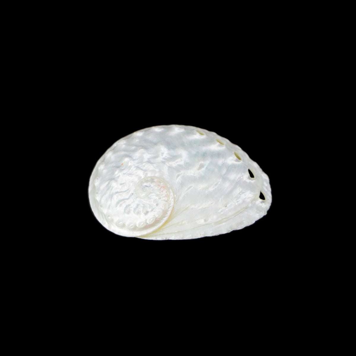 Oval Abalone 2-2.5"