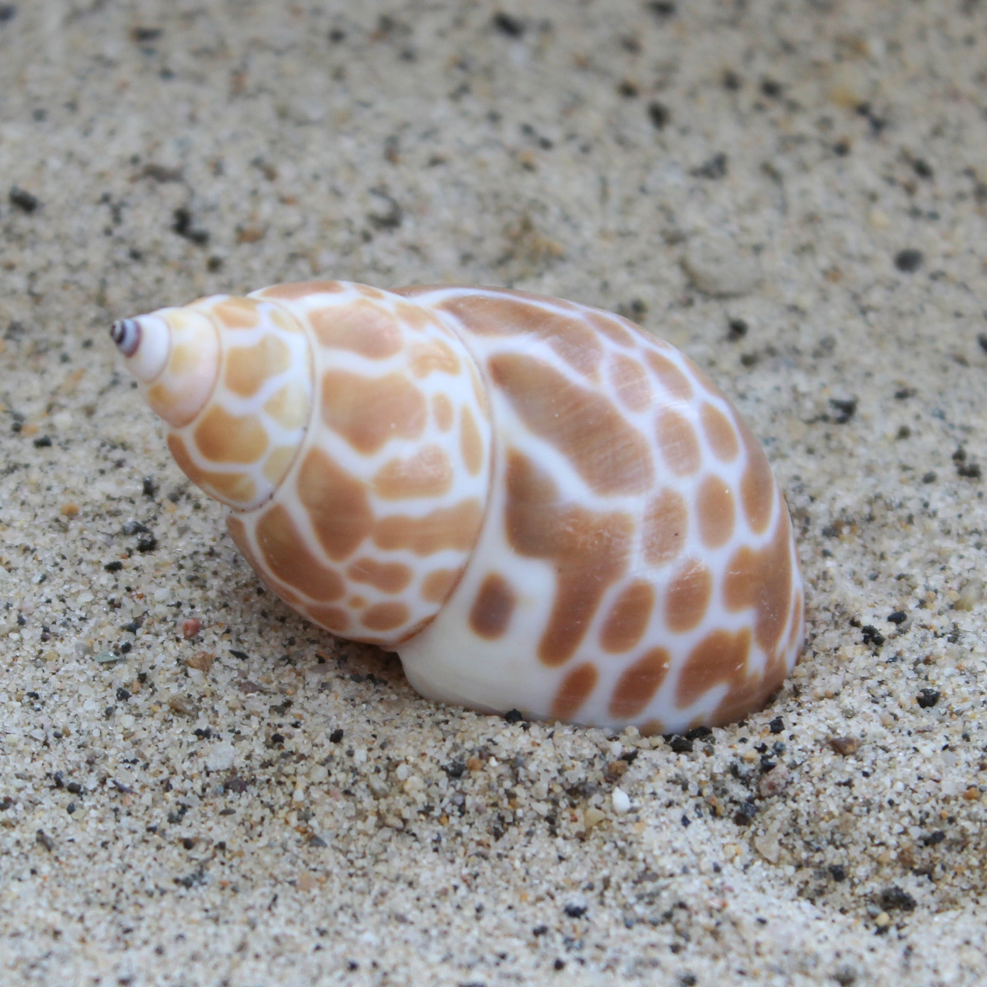 Indian Babylonia 2-2.5"