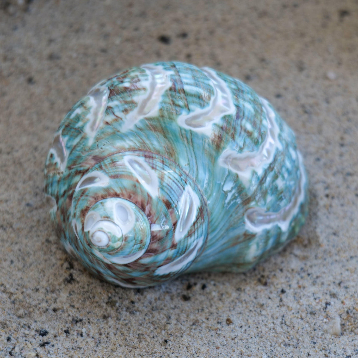 Jade Turbo Carved 3-4"