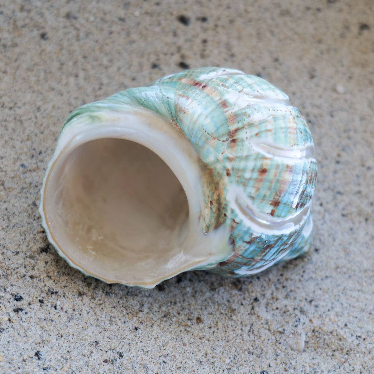 Jade Turbo Carved 3-4"