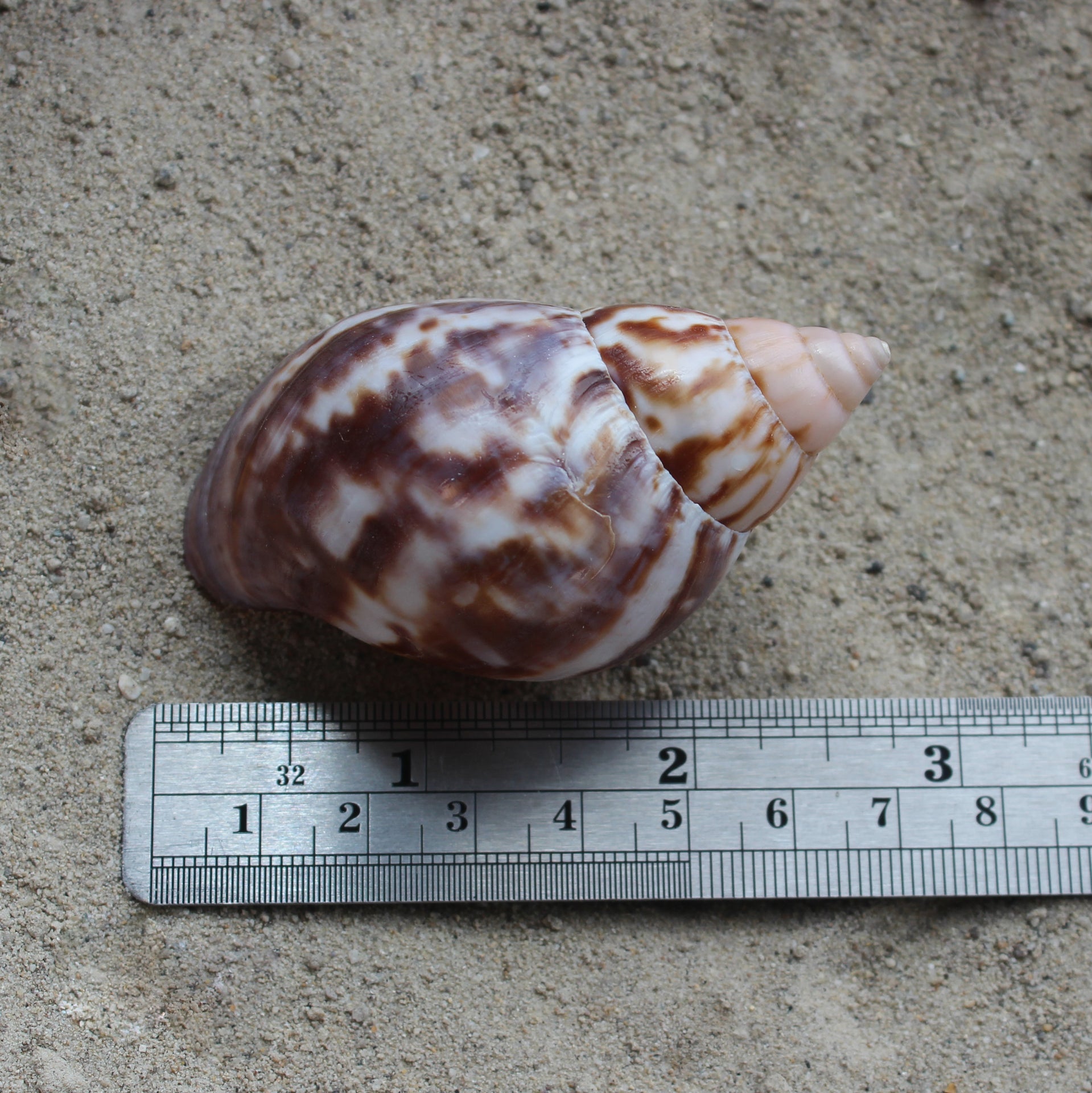 Japanese Landsnail 2.5-3"