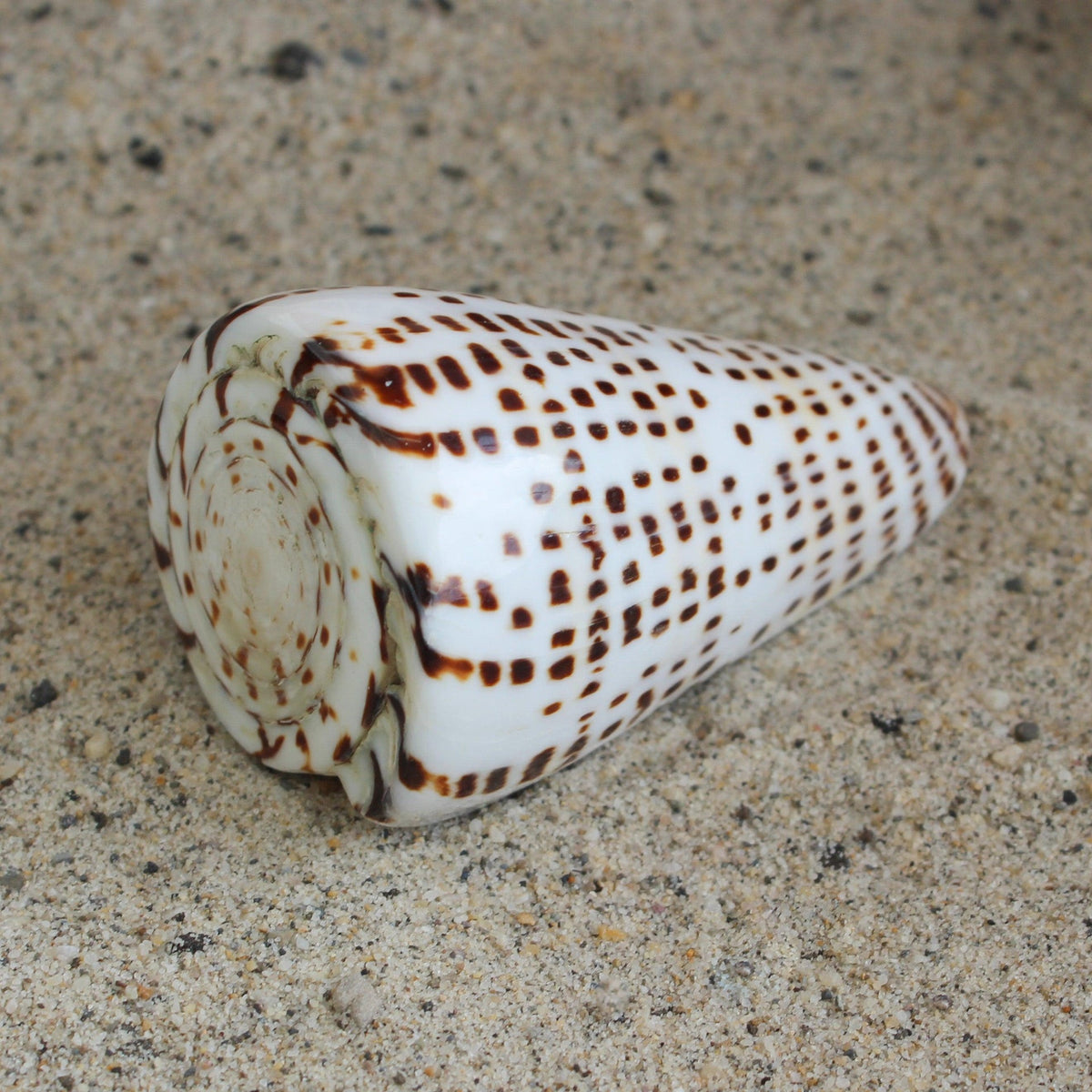 Lettered Cone 3-3.5"