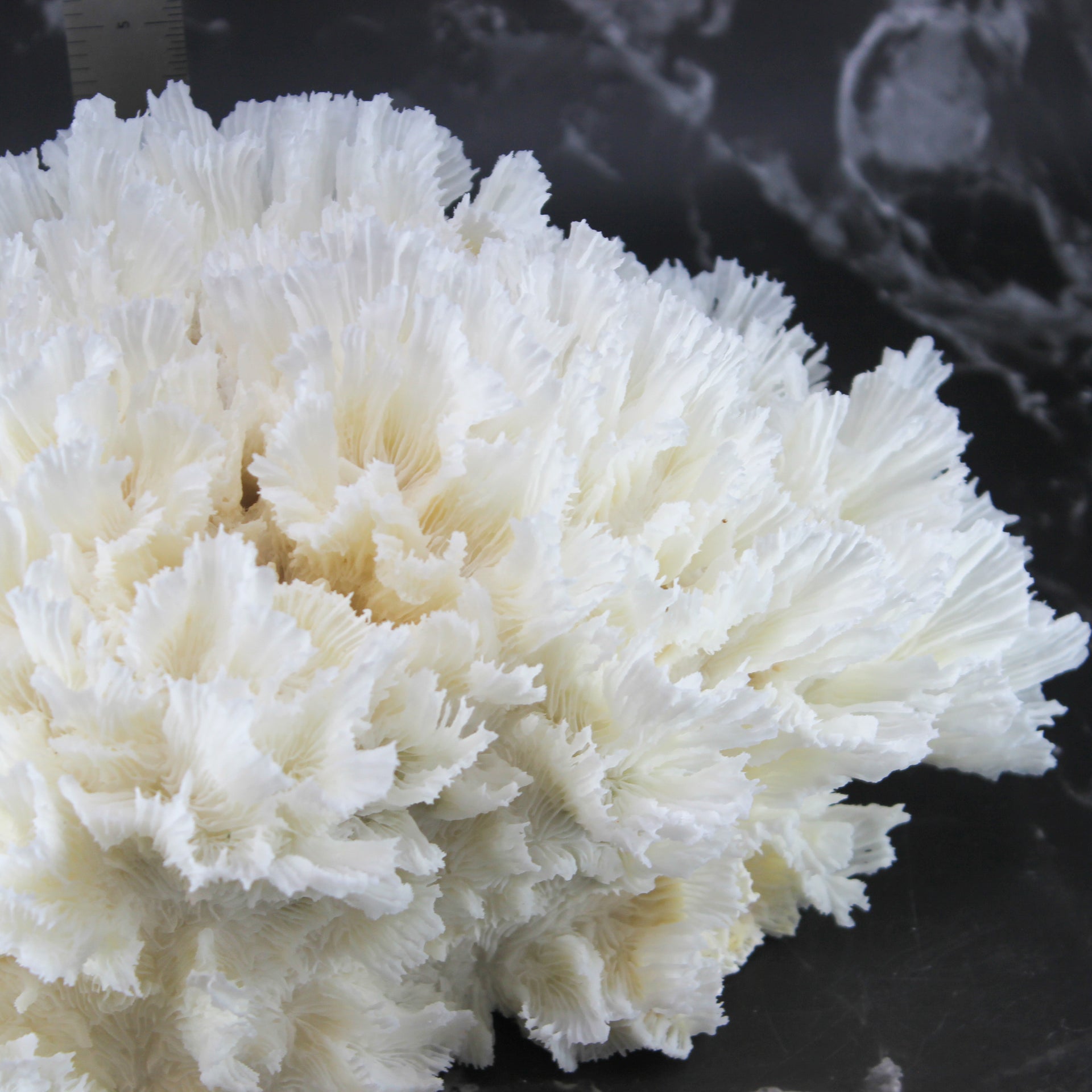 Lettuce Coral 12-14"
