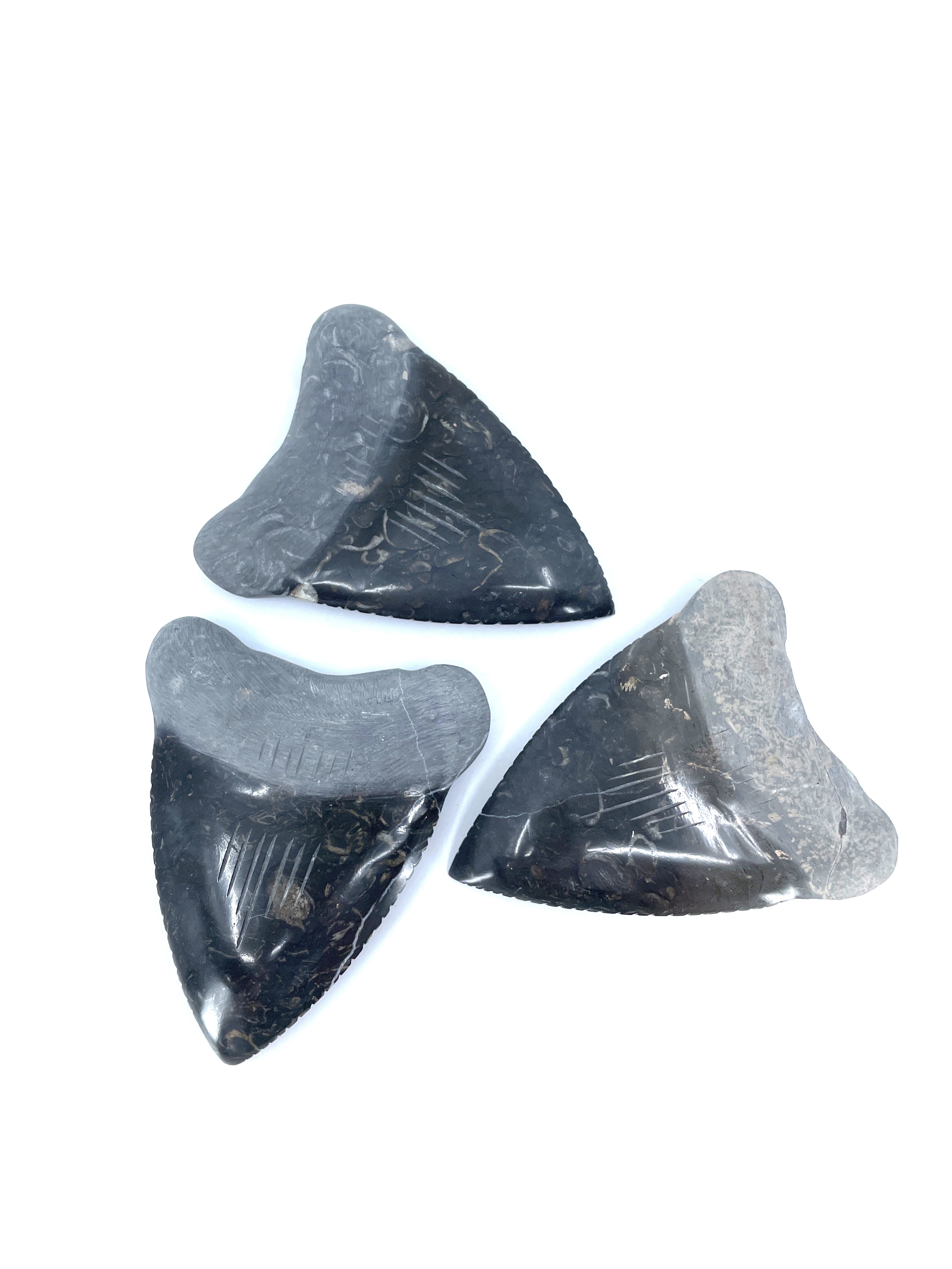 4'' Marble Megalodon Tooth