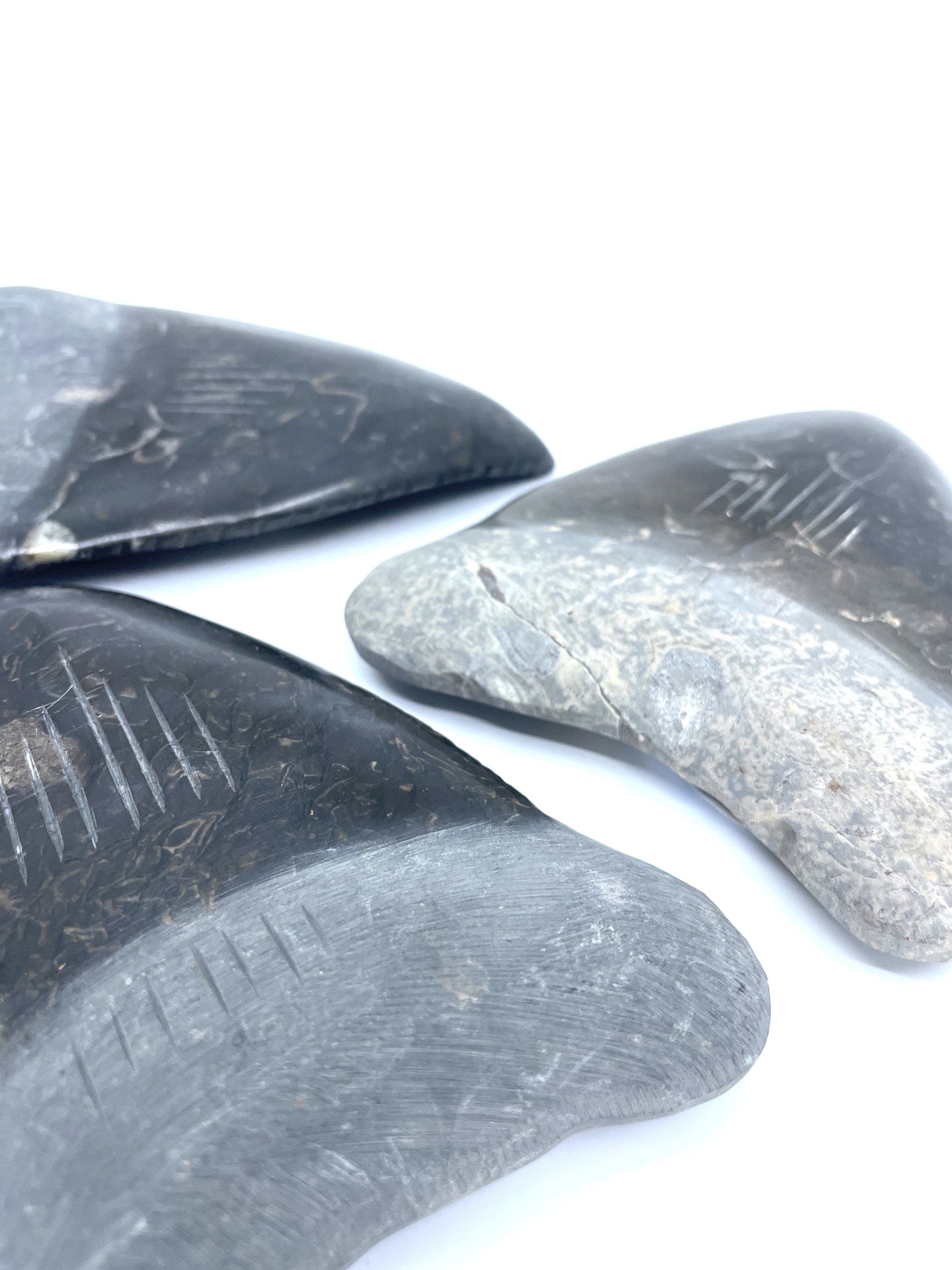 Diente de megalodón de mármol de 4''