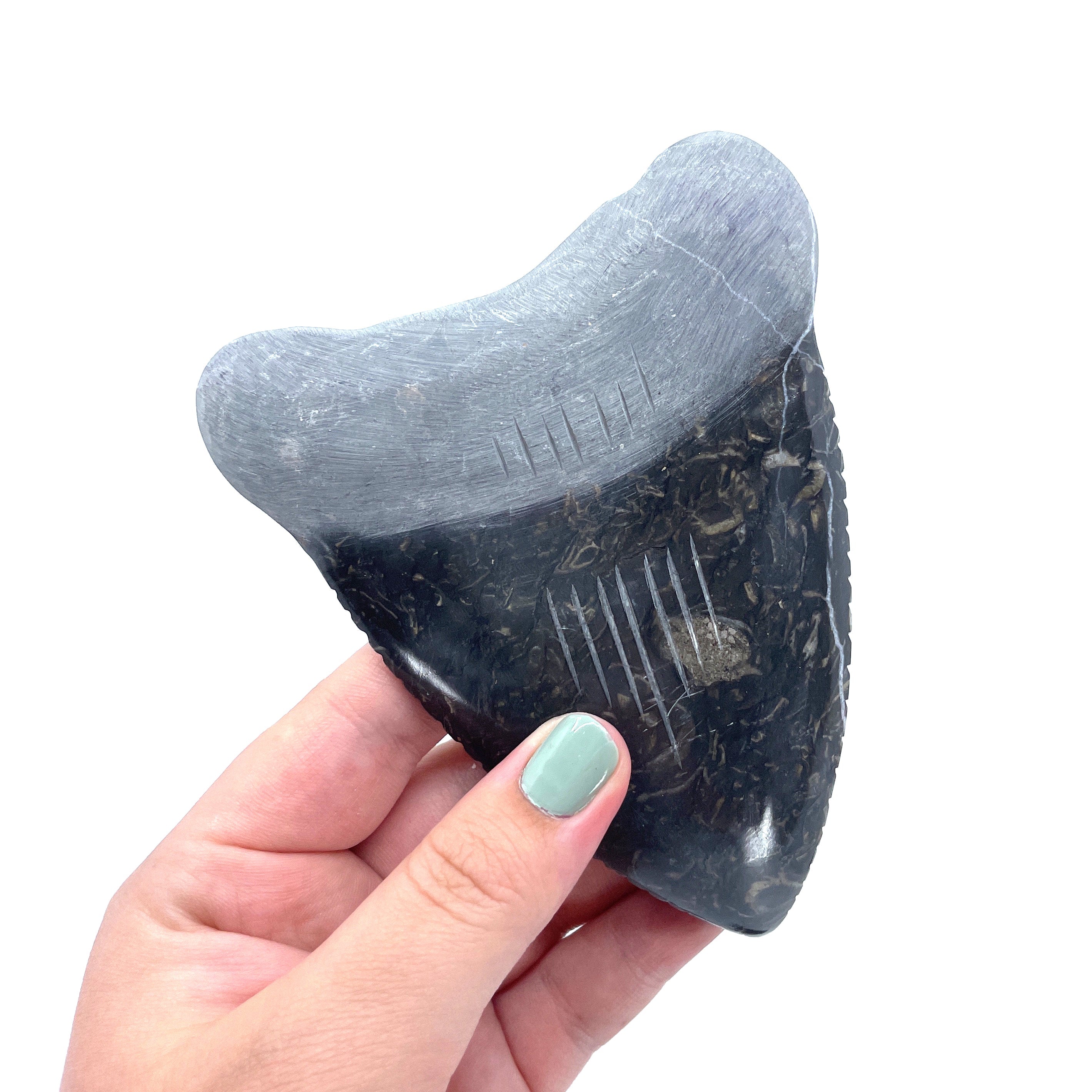 4'' Marble Megalodon Tooth