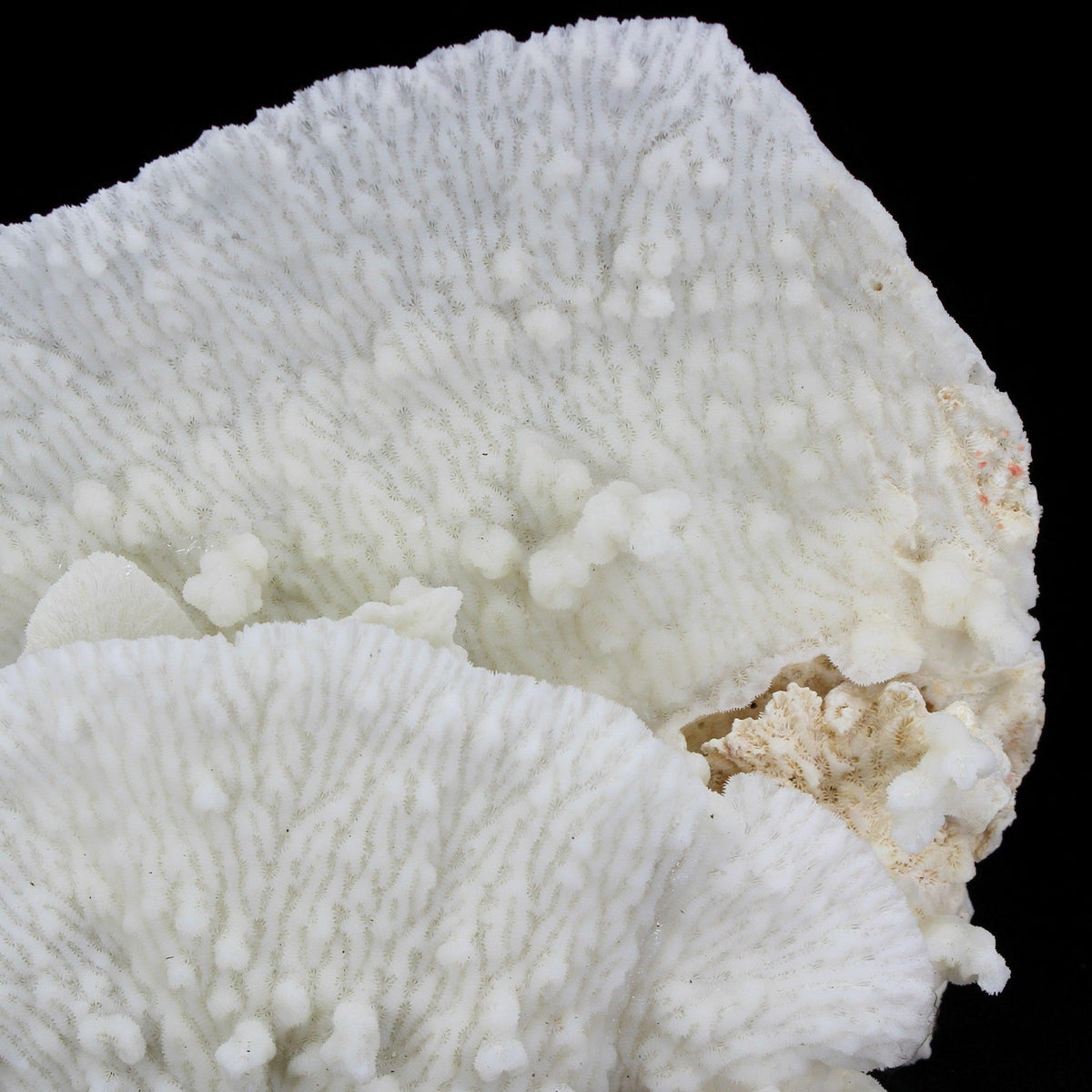 Merulina Coral 12-15"