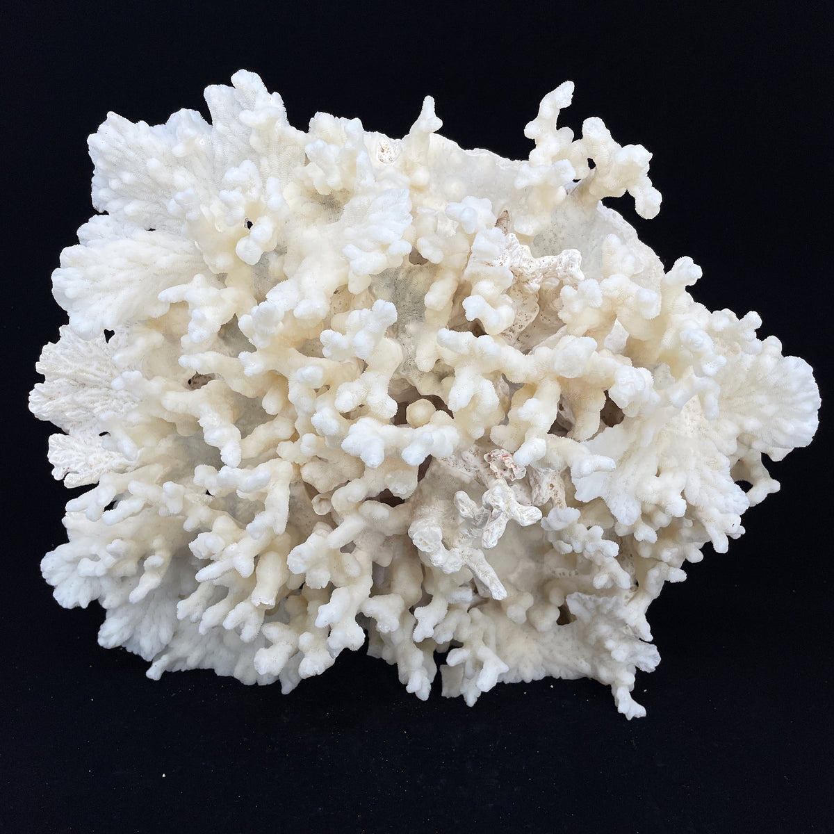 Merulina Coral 14-16"