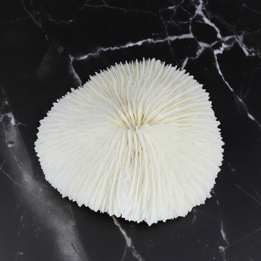 Mushroom Coral