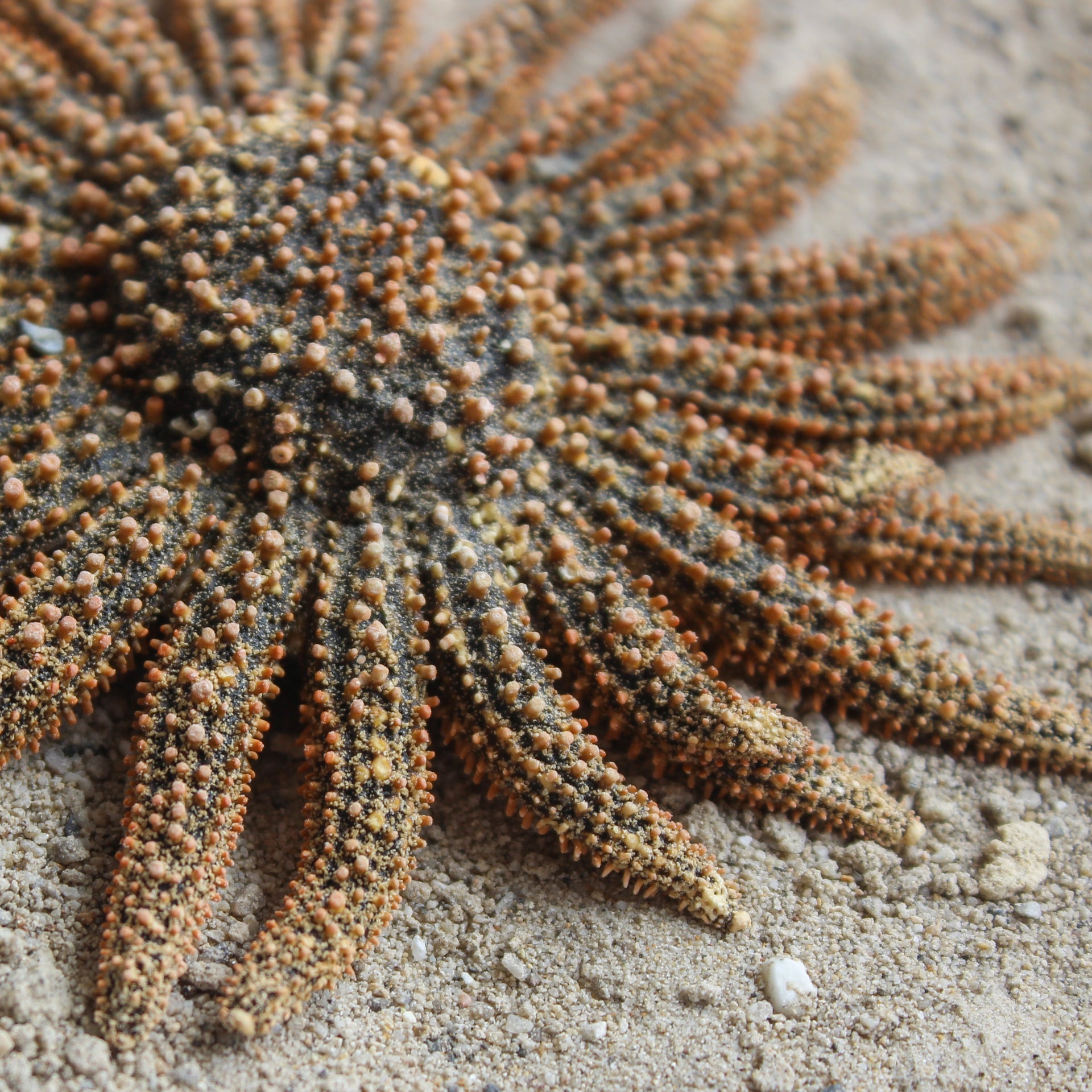 Mexican Sun Star 4-5"