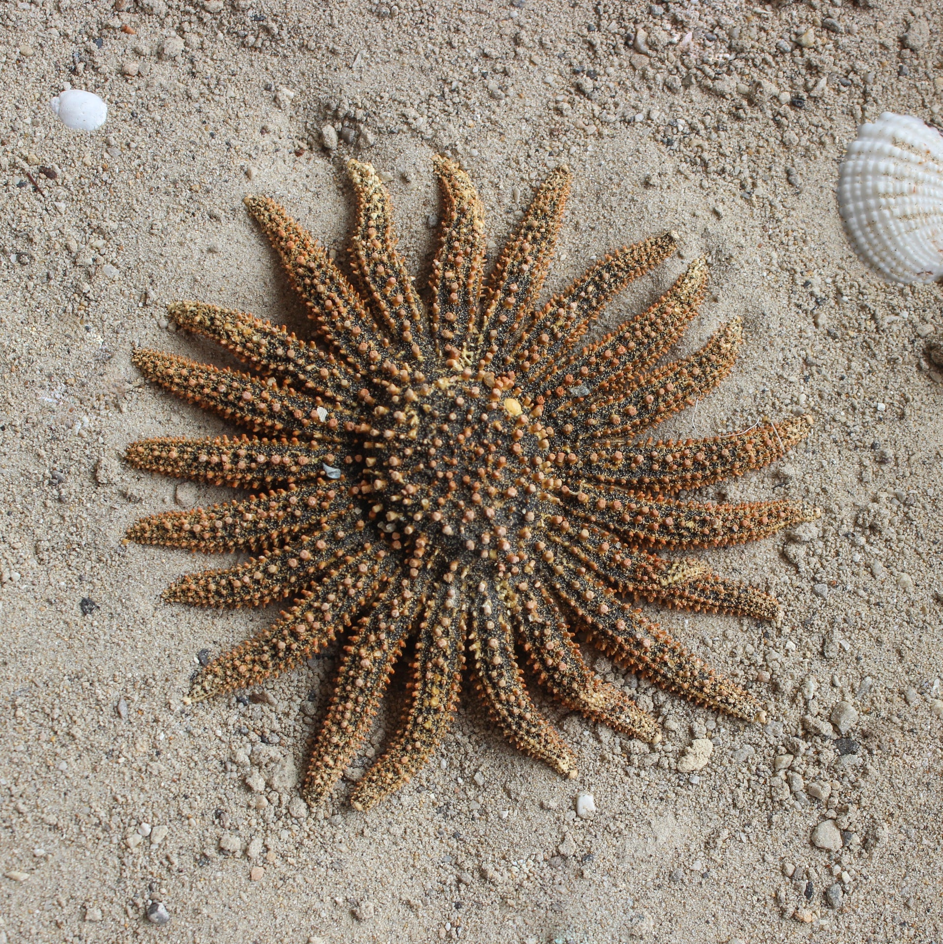 Mexican Sun Star 4-5"