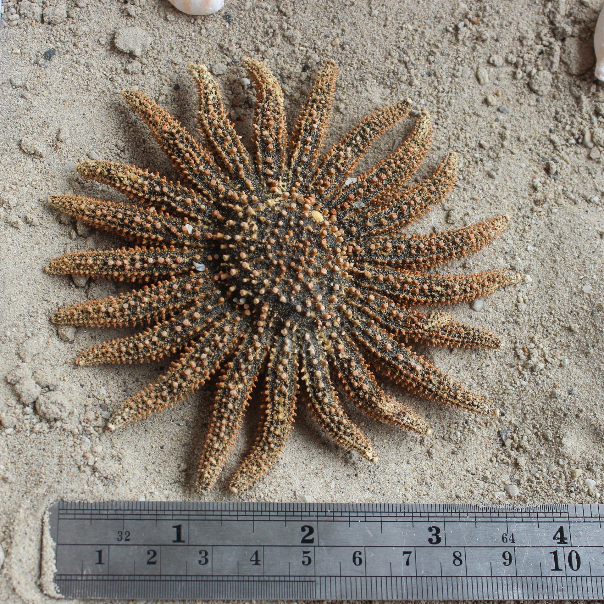 Mexican Sun Star 4-5"