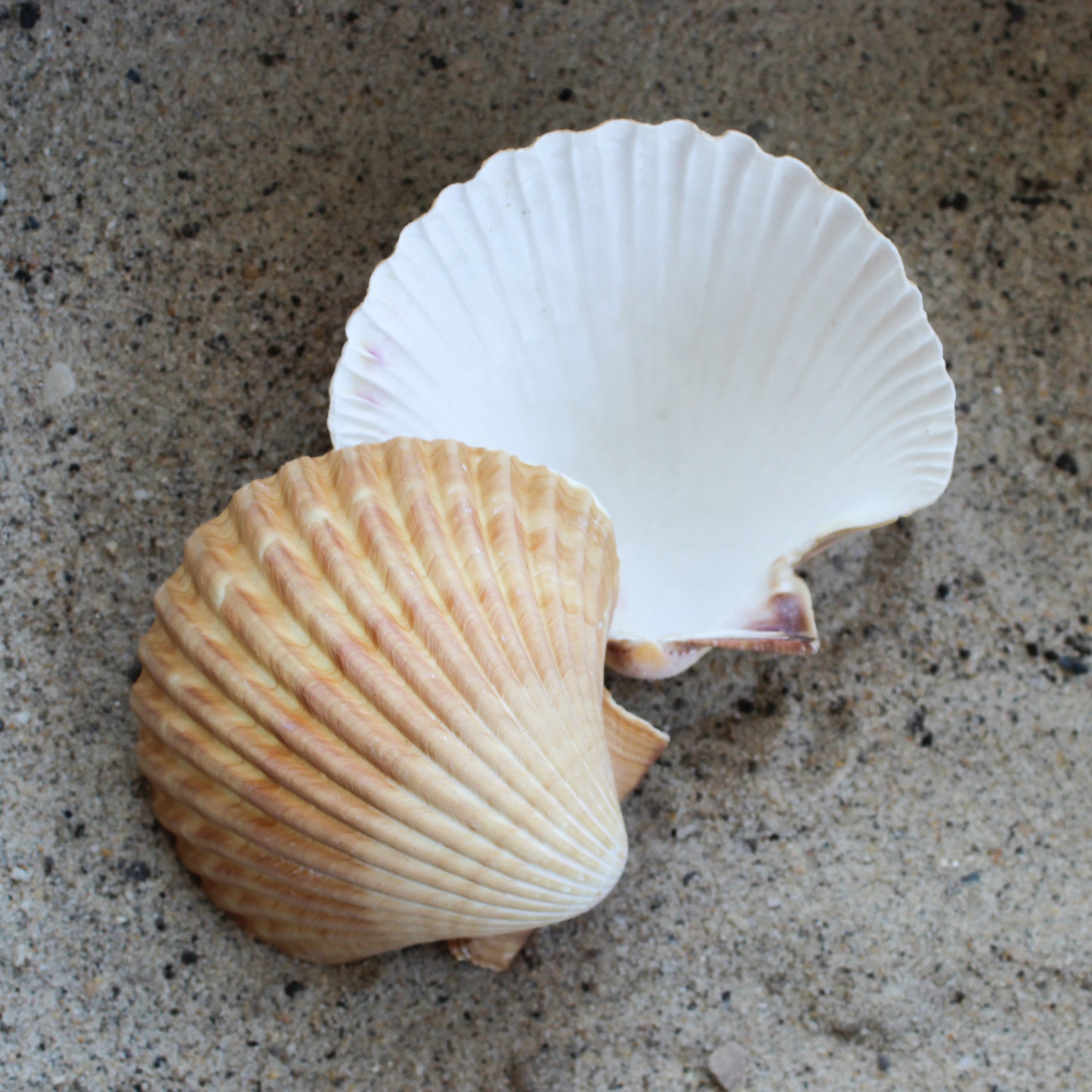 Mexican Yellow Cup 3-3.5"