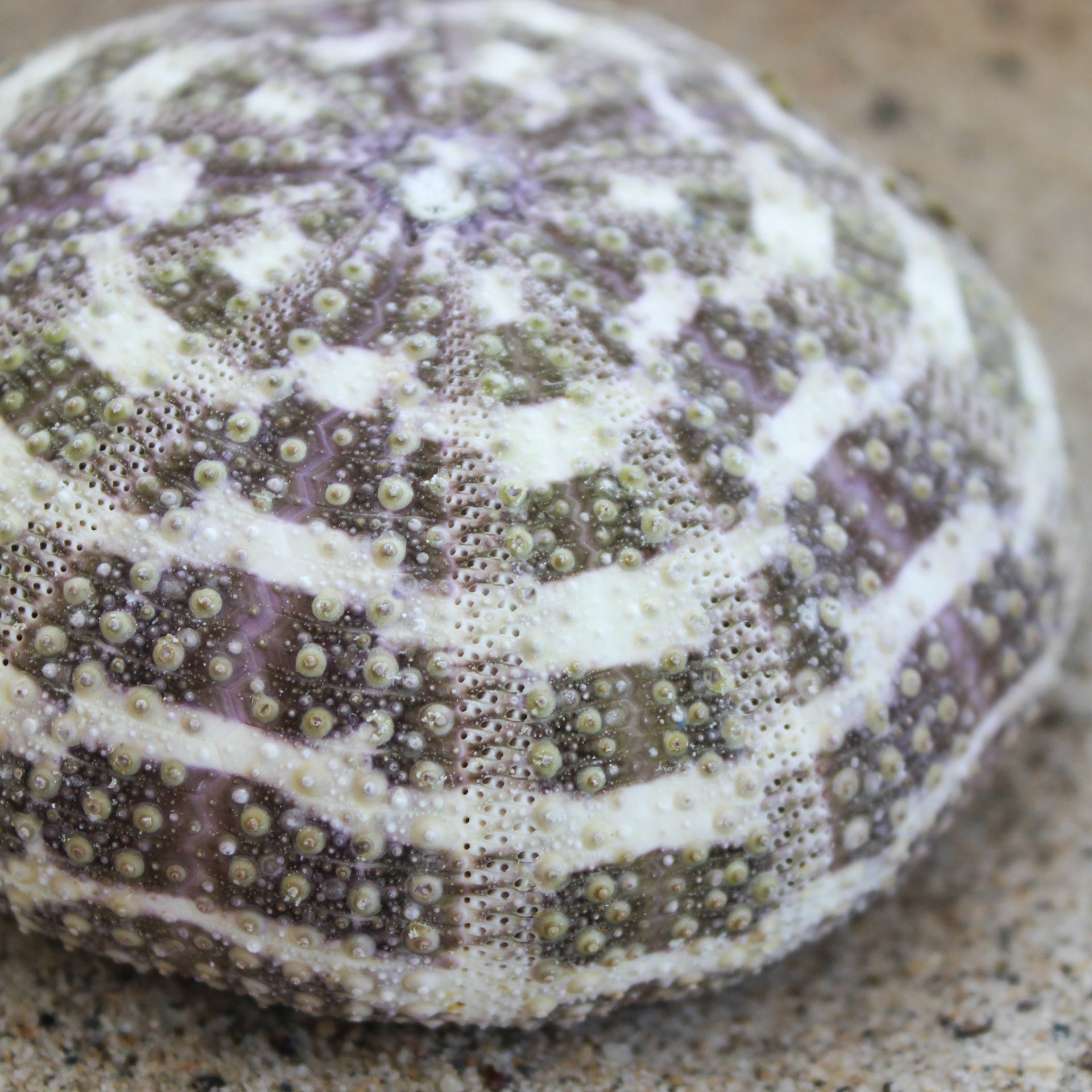 Mushroom Urchin 3-3.75"