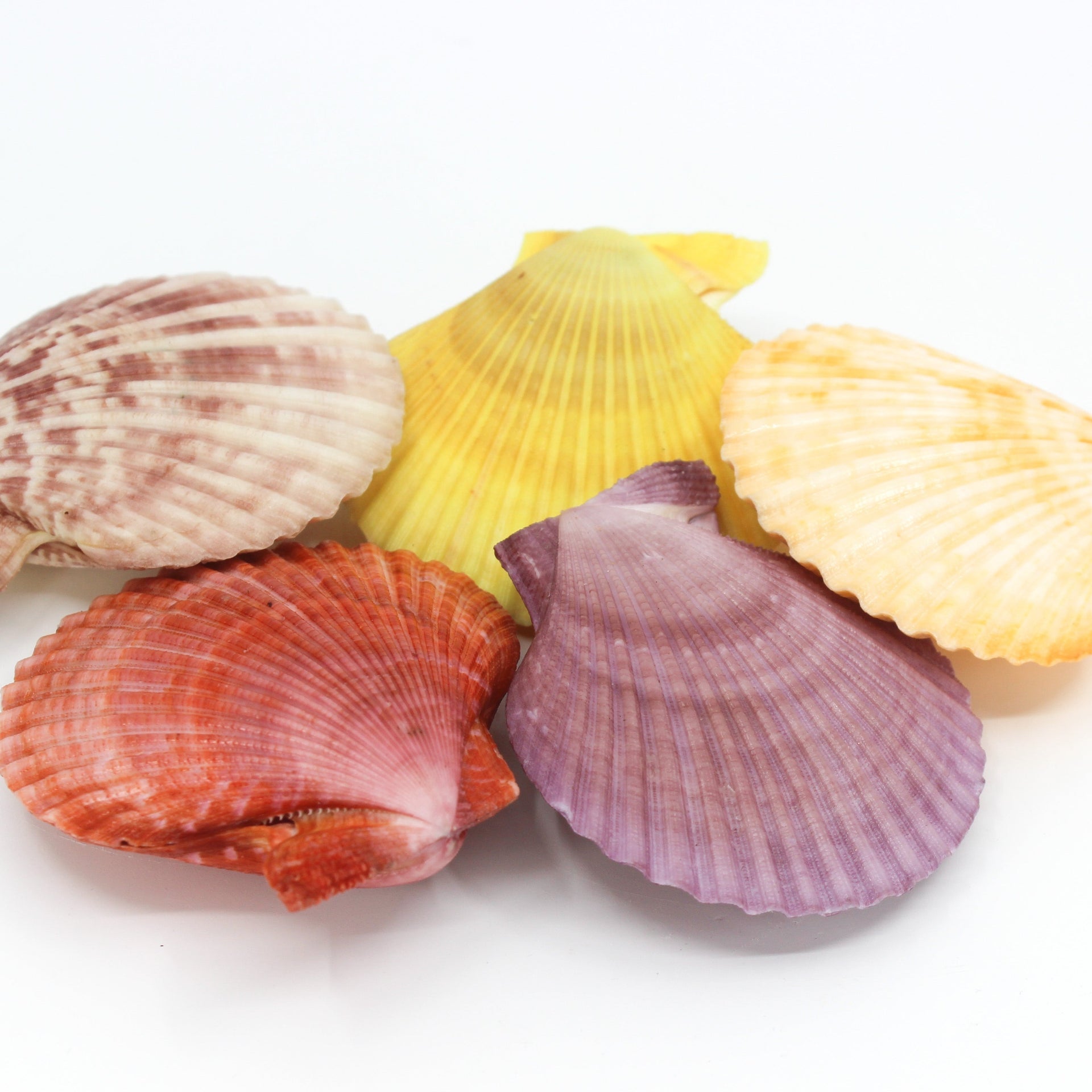 Noble Pecten