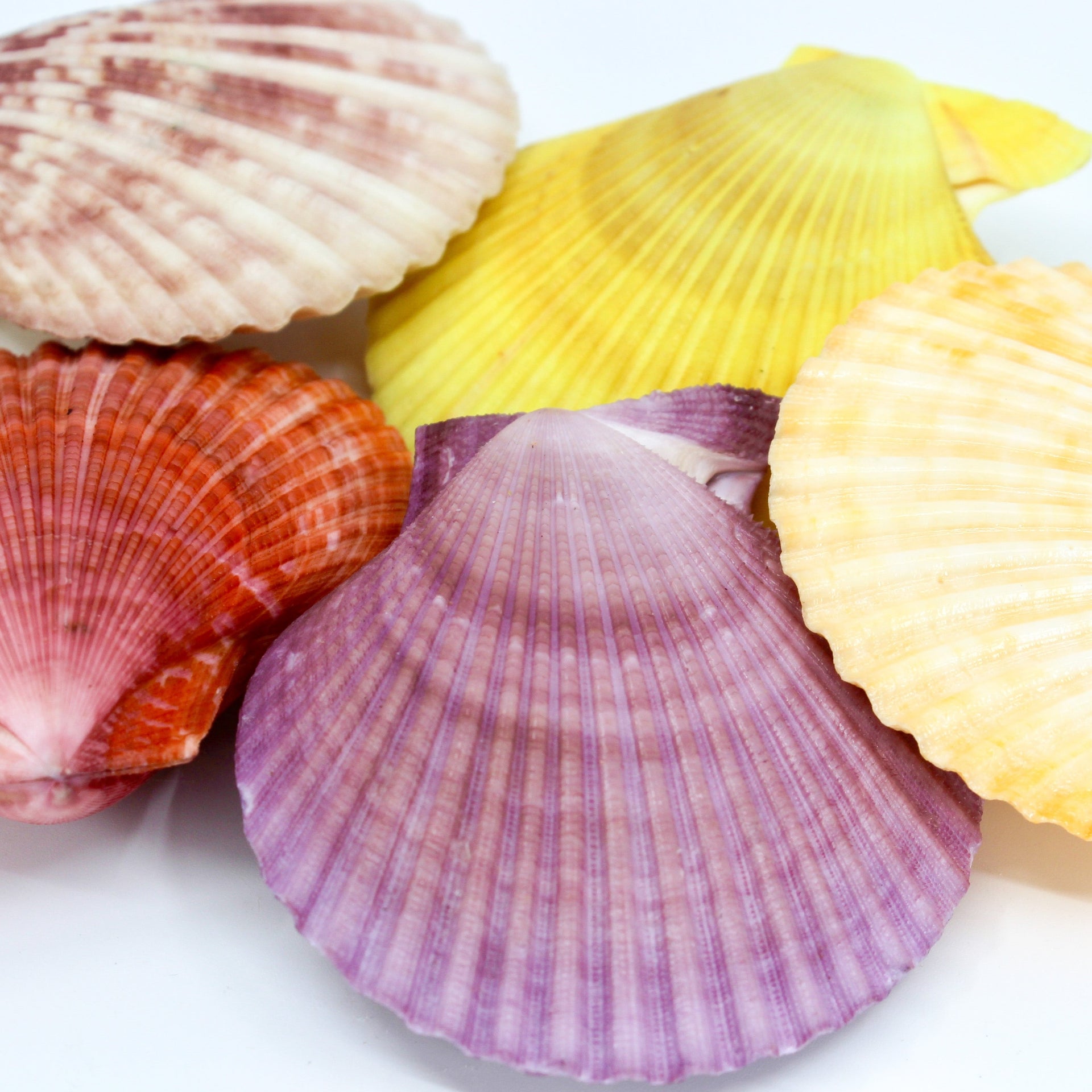Noble Pecten