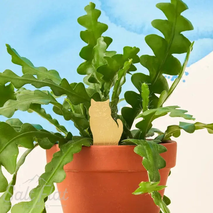 Plant Animals