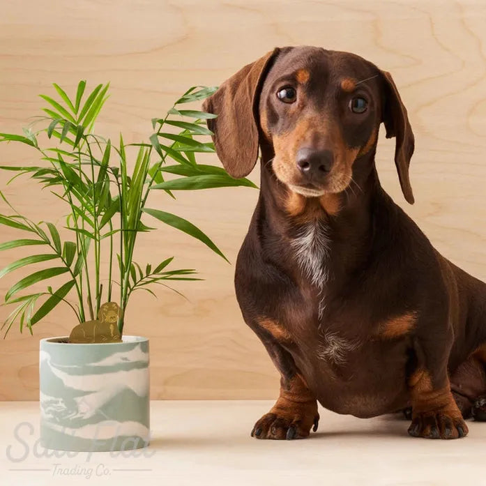 Plant Animals