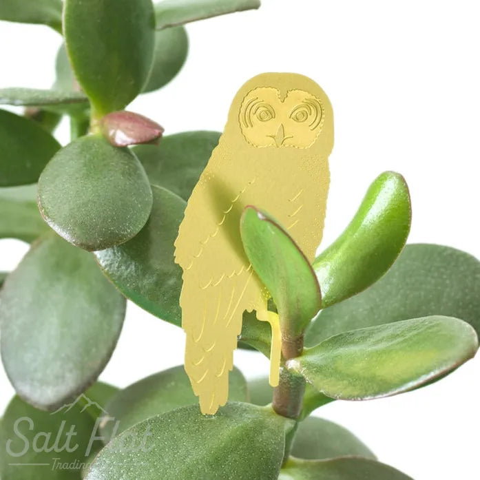 Plant Animals