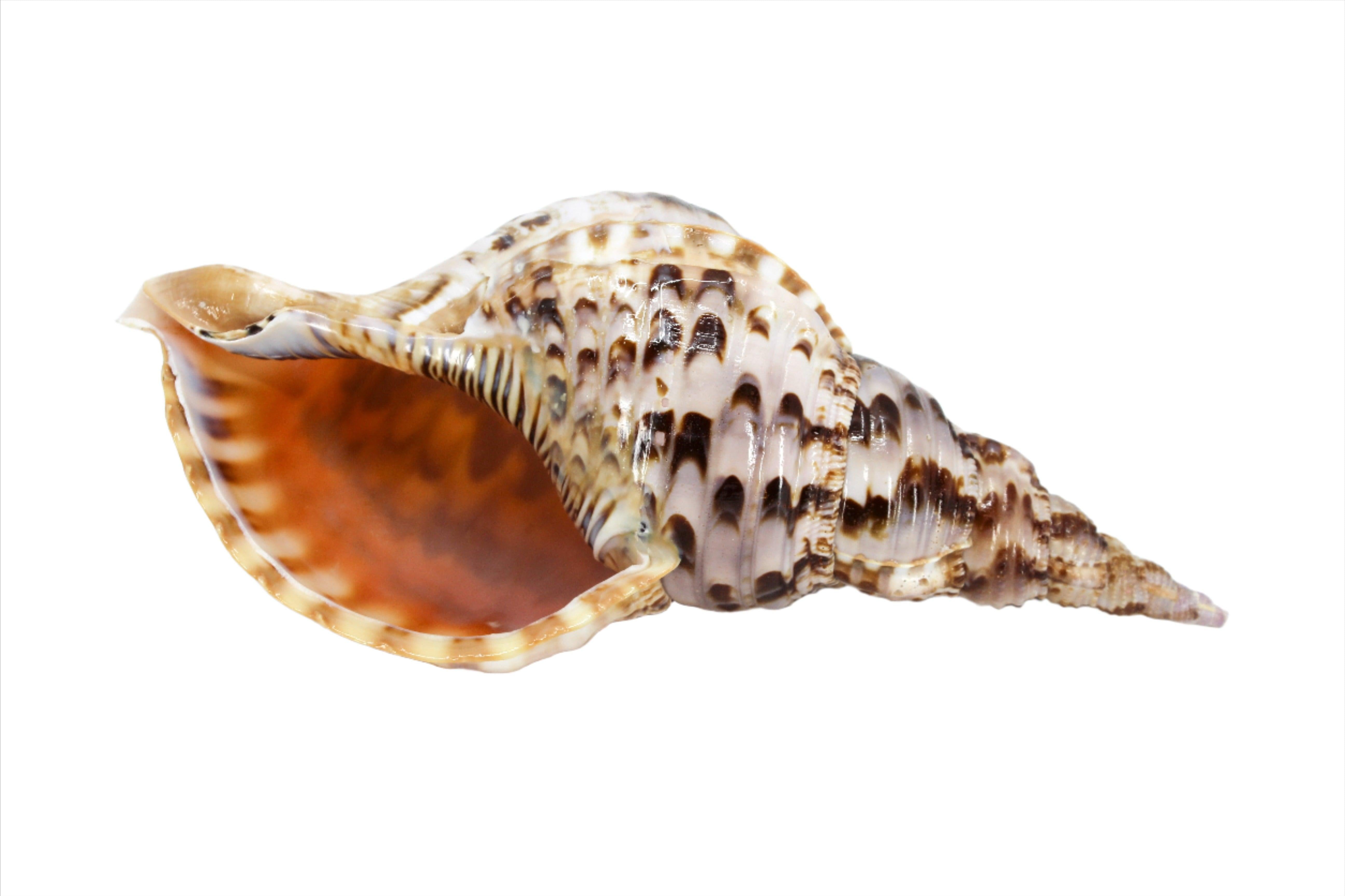 Pacific Tritons