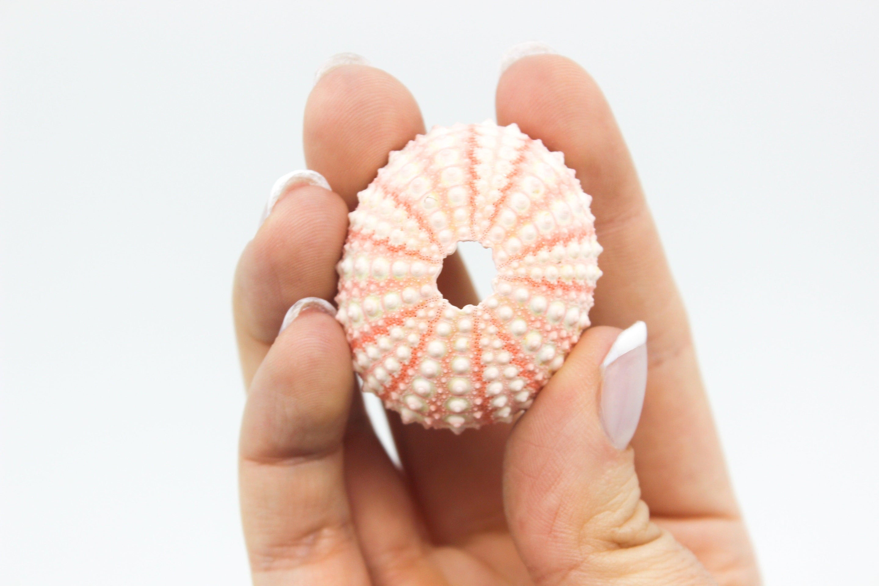 Pink Urchin