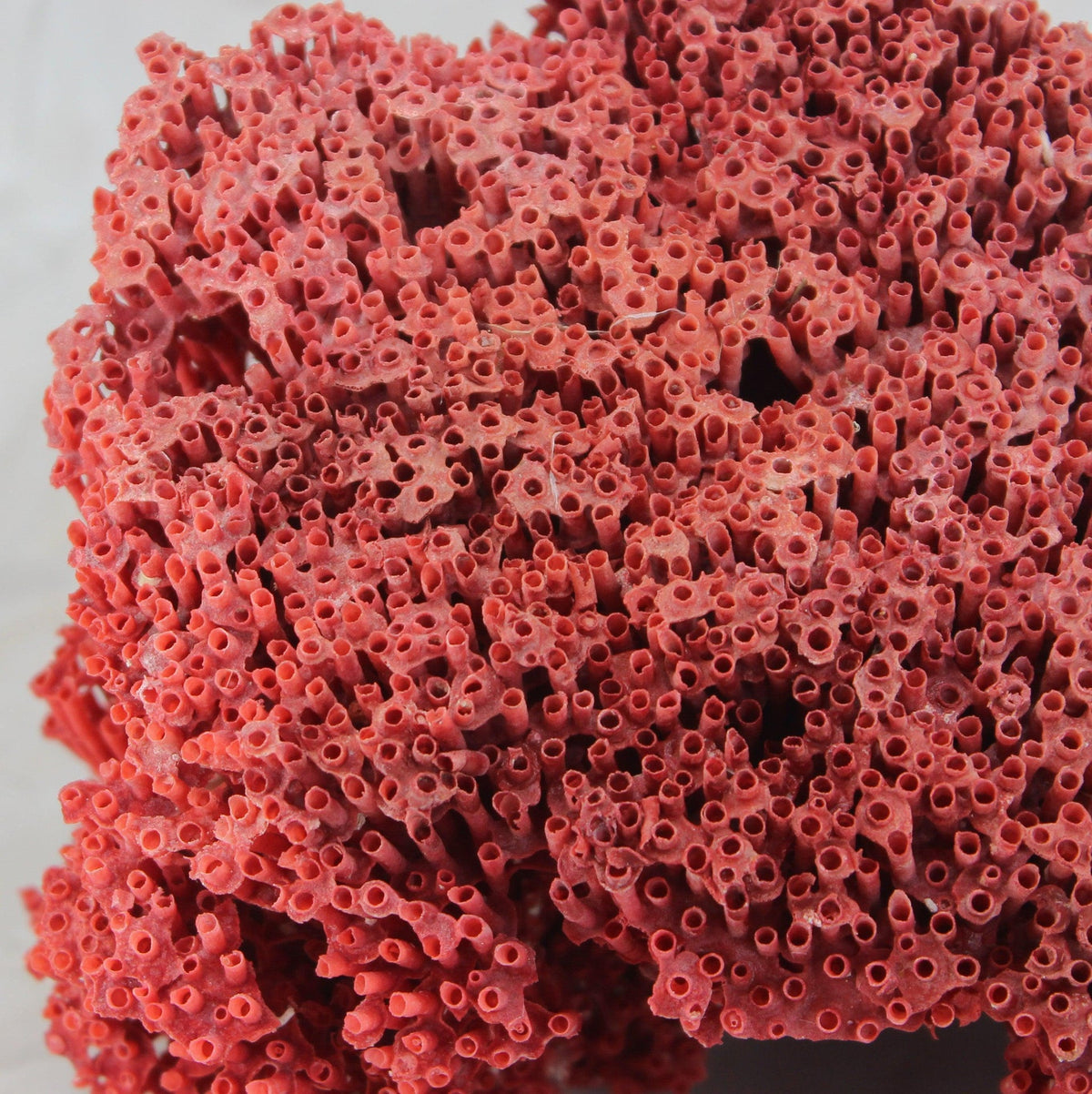Pipe Organ Coral 7-10"
