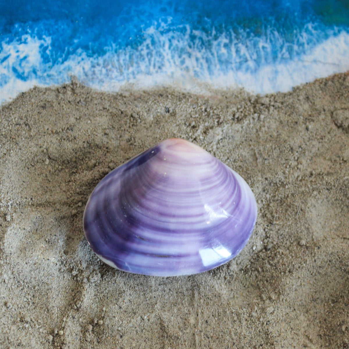 Conchas de almeja moradas